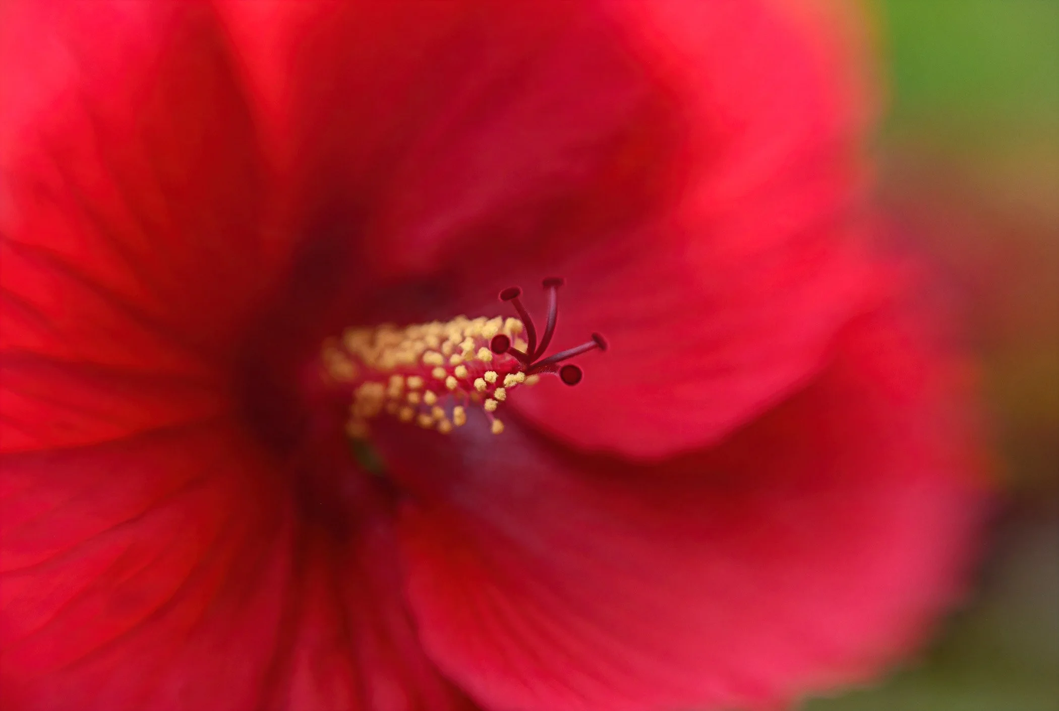Jamie_Davidson_LBSoftFocusii_Hibiscus_LBSF_TS2 IMP_NLP8333.JPG