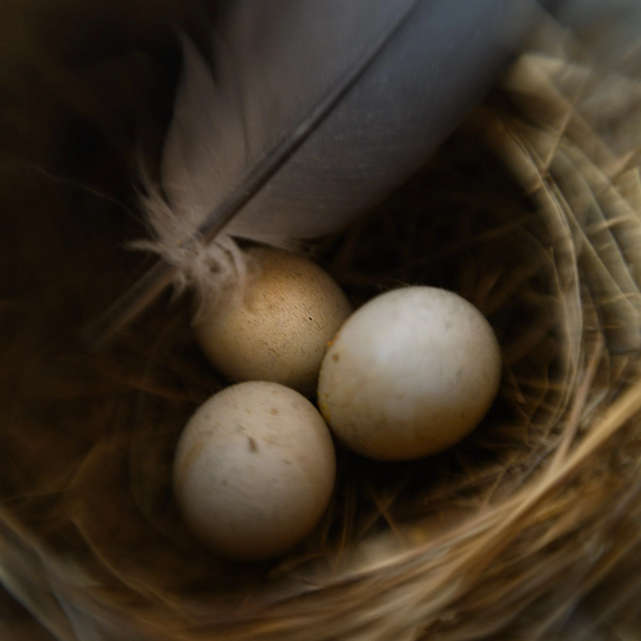 Jamie_Davidson_LBSweet22_Feather Eggs_LBW22_SQ_NLP6107.JPG