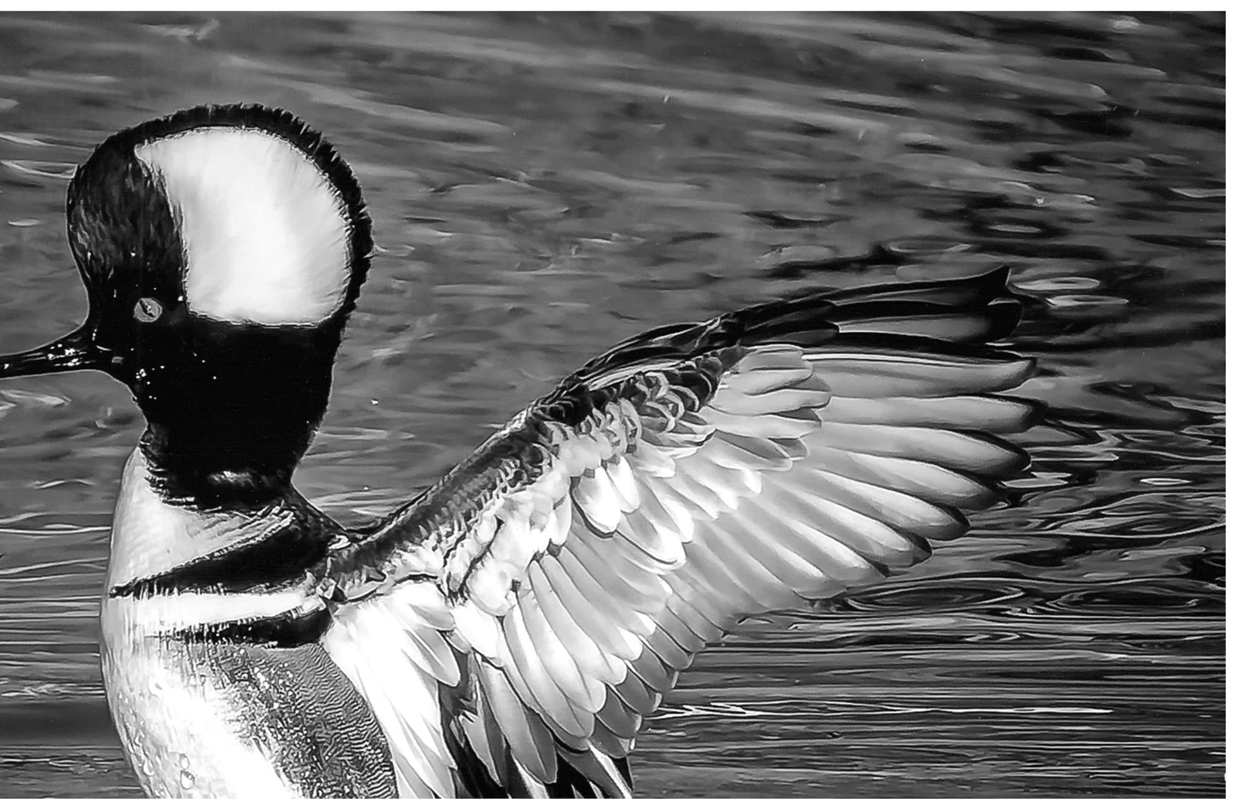 BW HM Hooded Menganser John Wiley Unlimited Vision