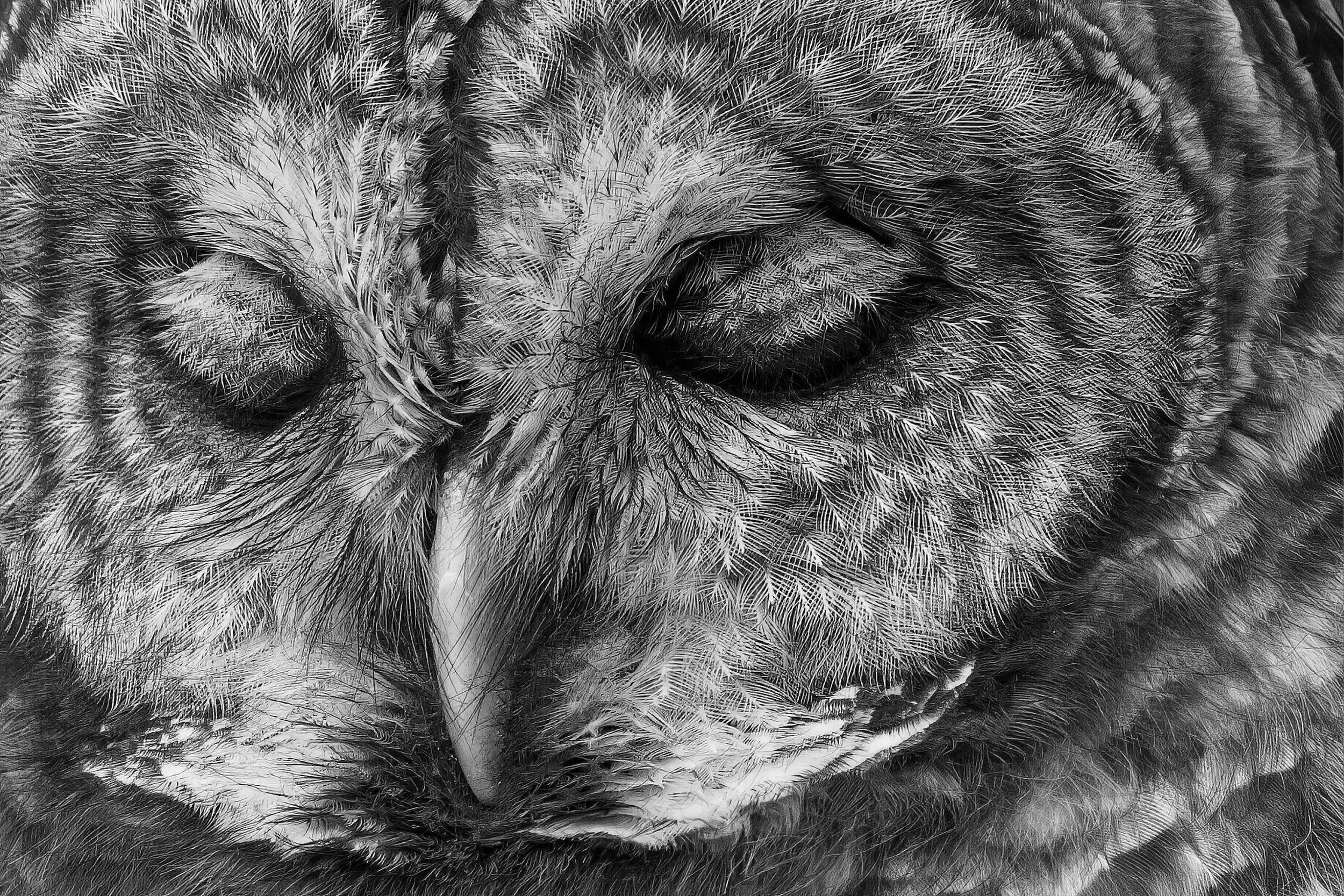 BW HM Perseus Detail Stan Zuidema Fox Valley