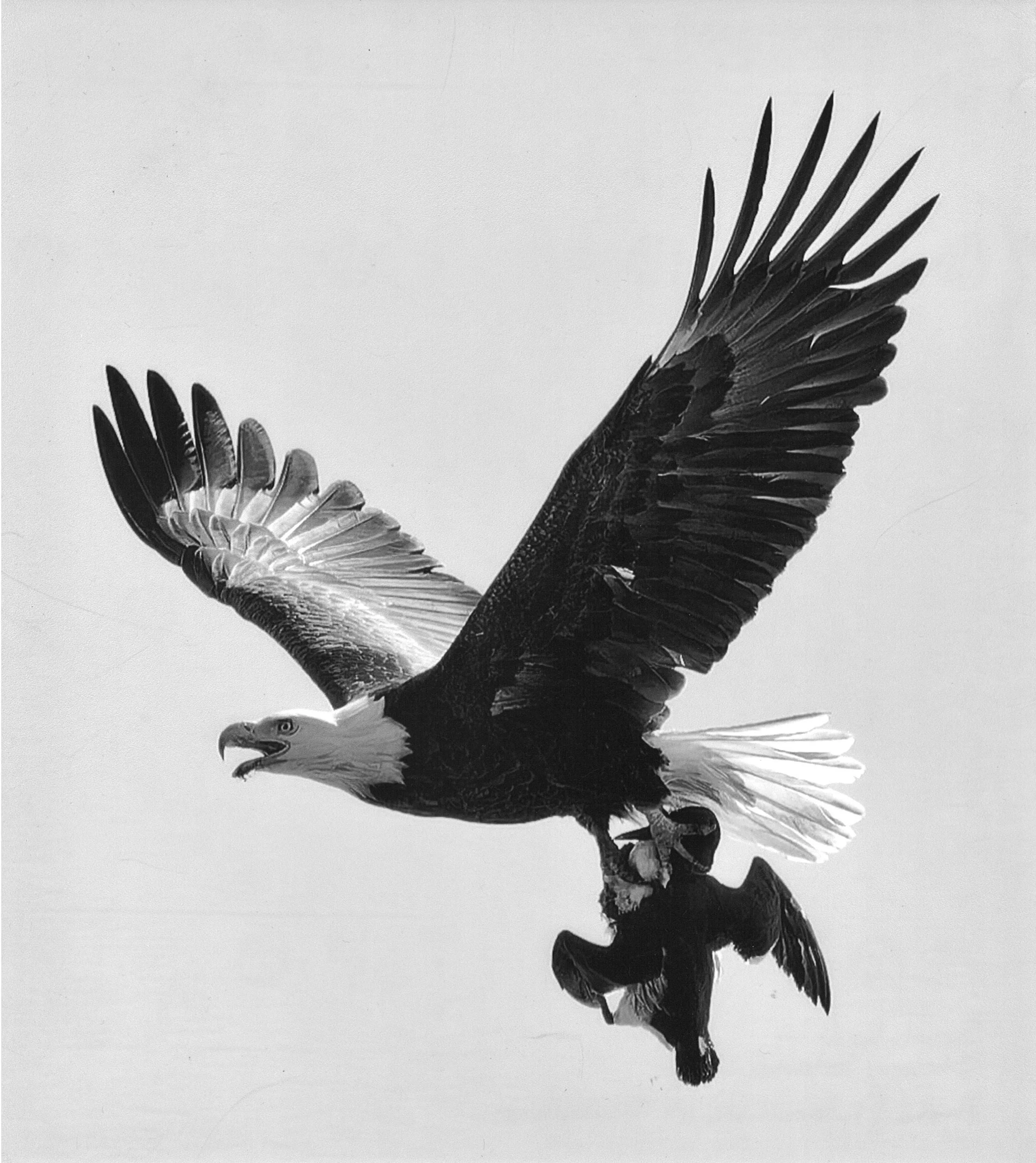 BW HM Snatched Steven Stonecriper Photo Pictorialists