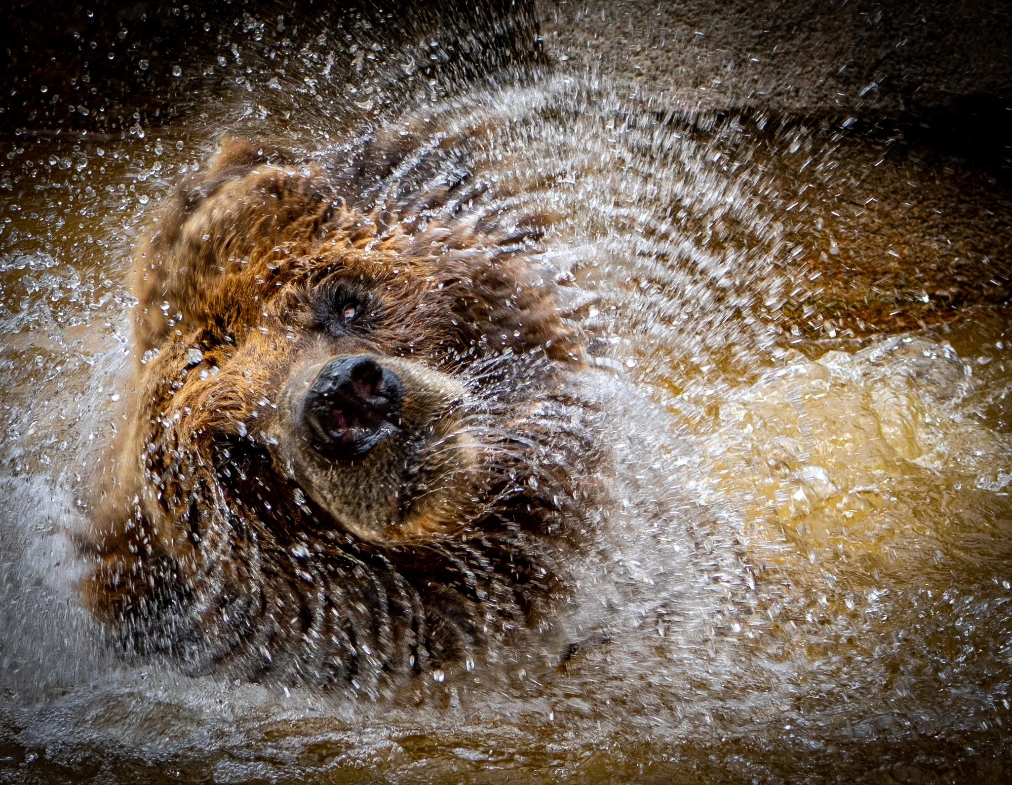 3rd place ~ Nature Special Theme ~ Animals
