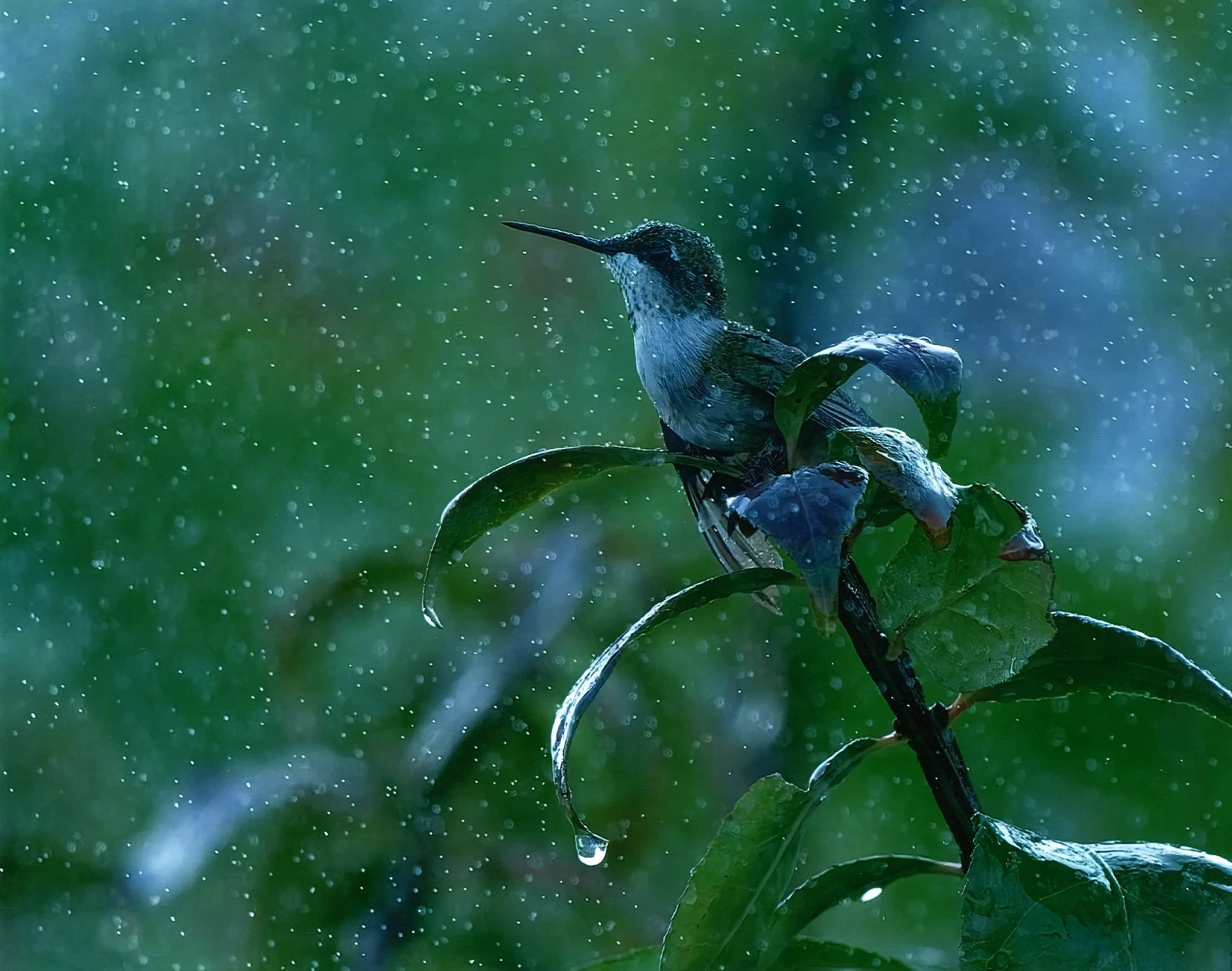 Color HM Singing in the Rain Mary Boehm East Troy