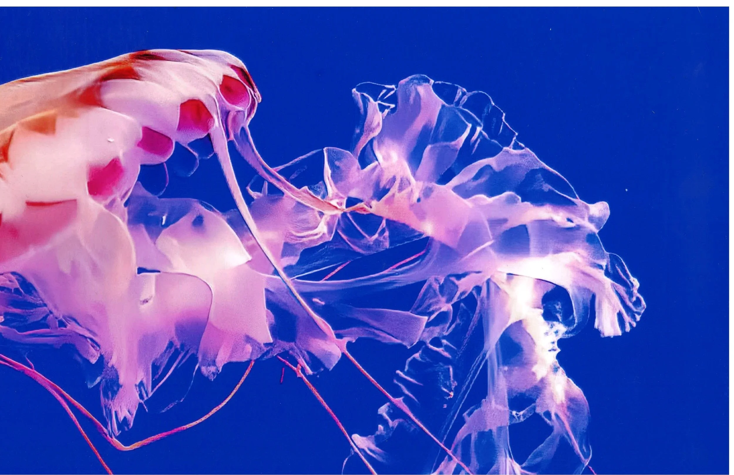 Color HM Jellyfish Displaying Open Arms Roger Crill Men. Falls