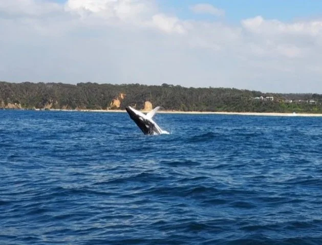 A letter to you, whales