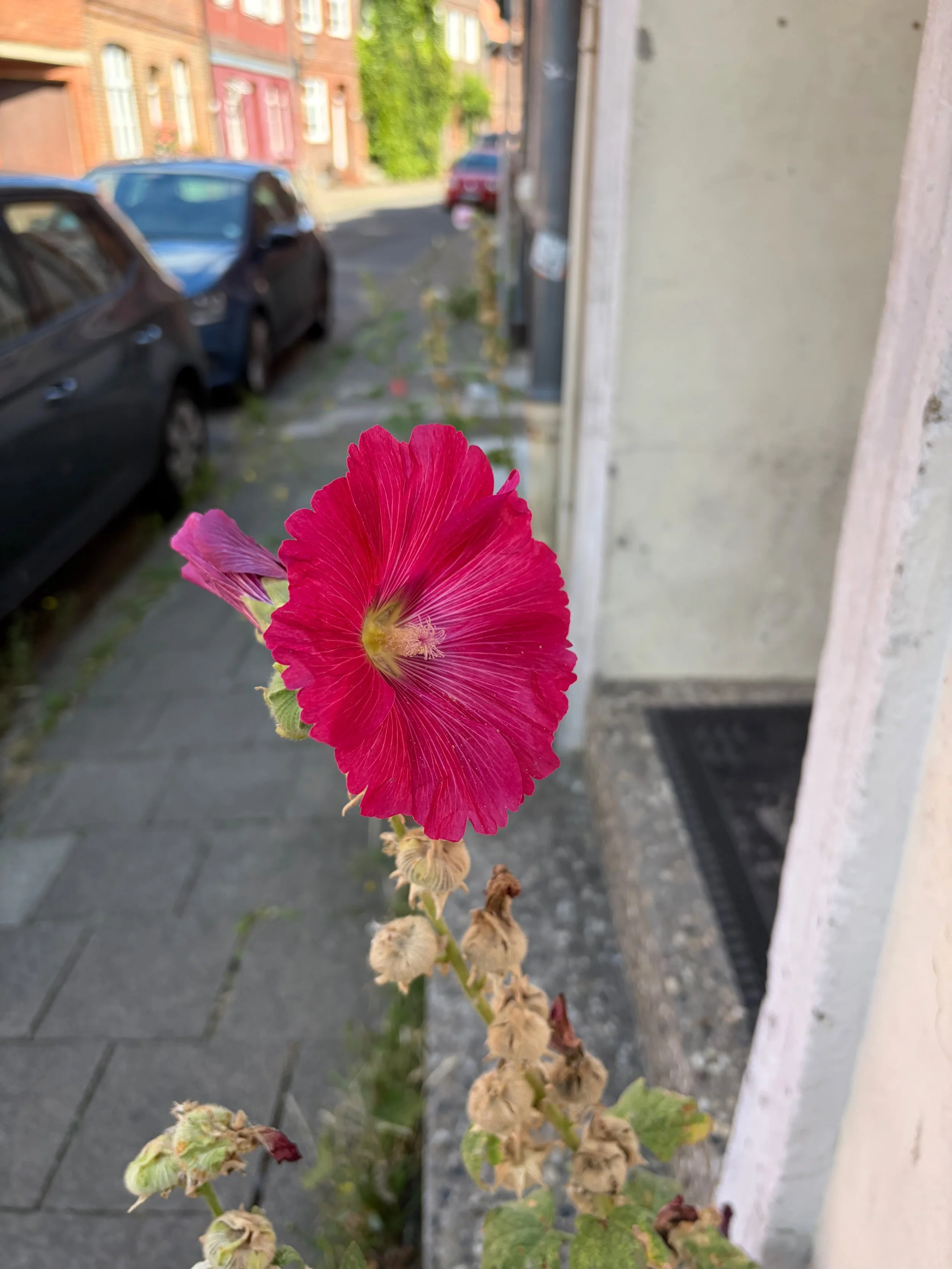 Colourful hollyhocks