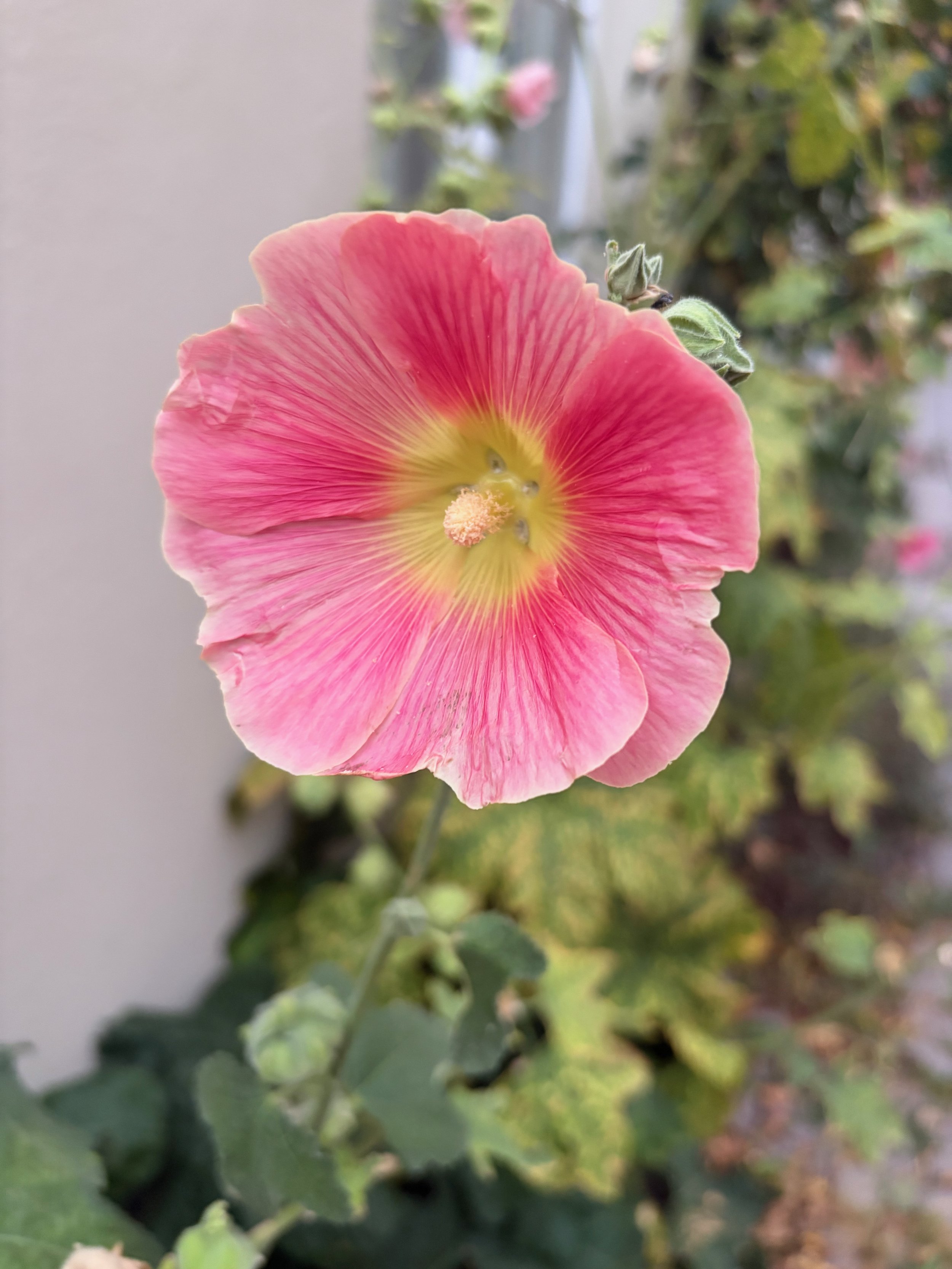 IMG_3718.jpeg