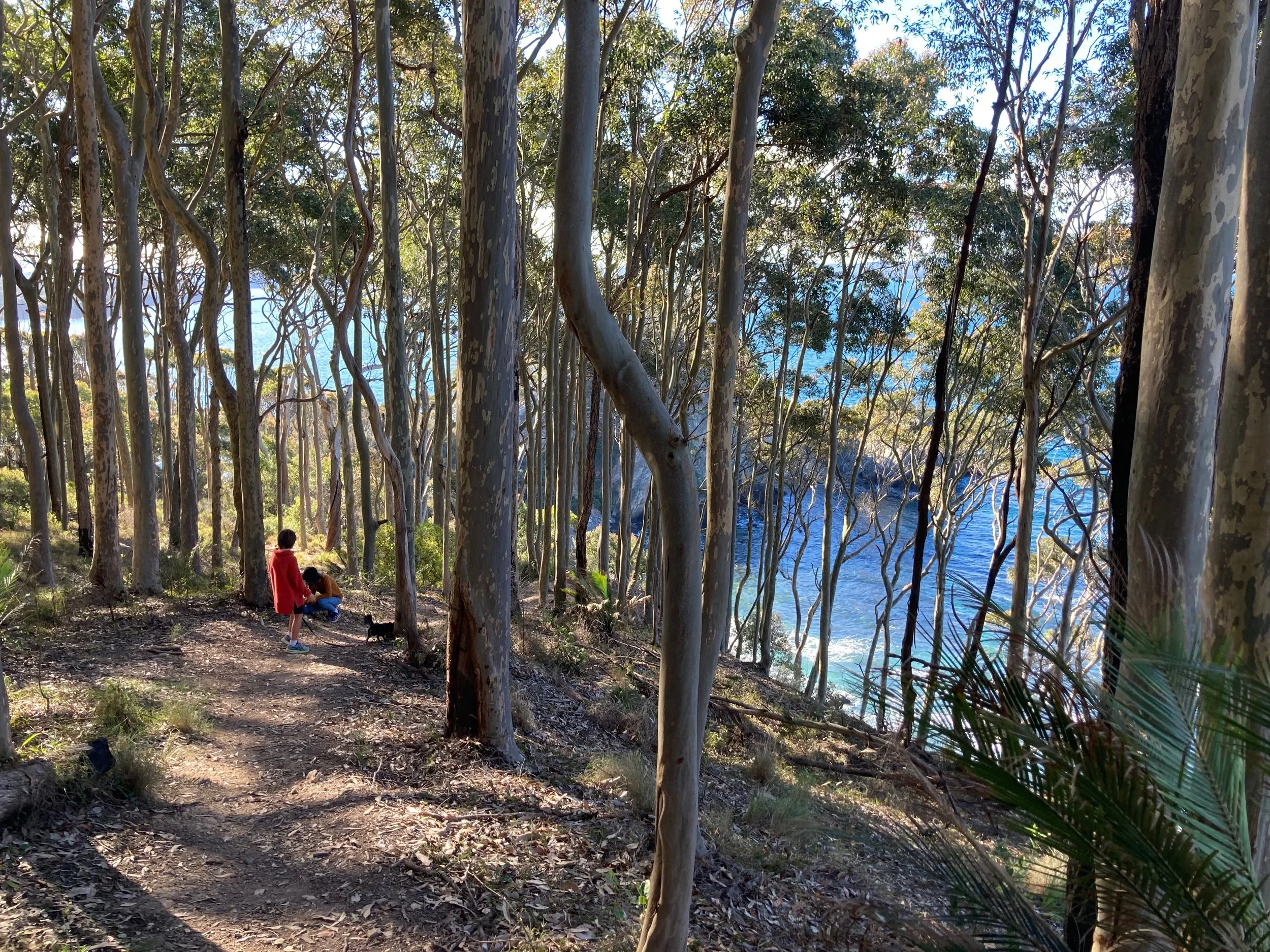 Eucalypt forests that I walk in regularly