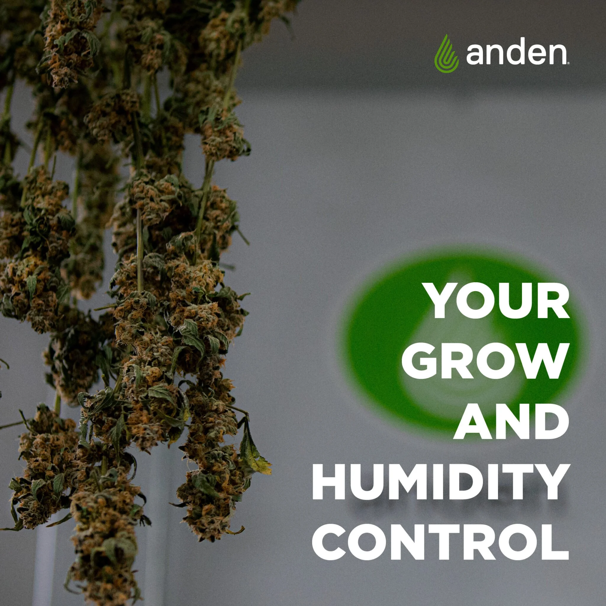 anden-august_04-IG-2048x2048.jpg