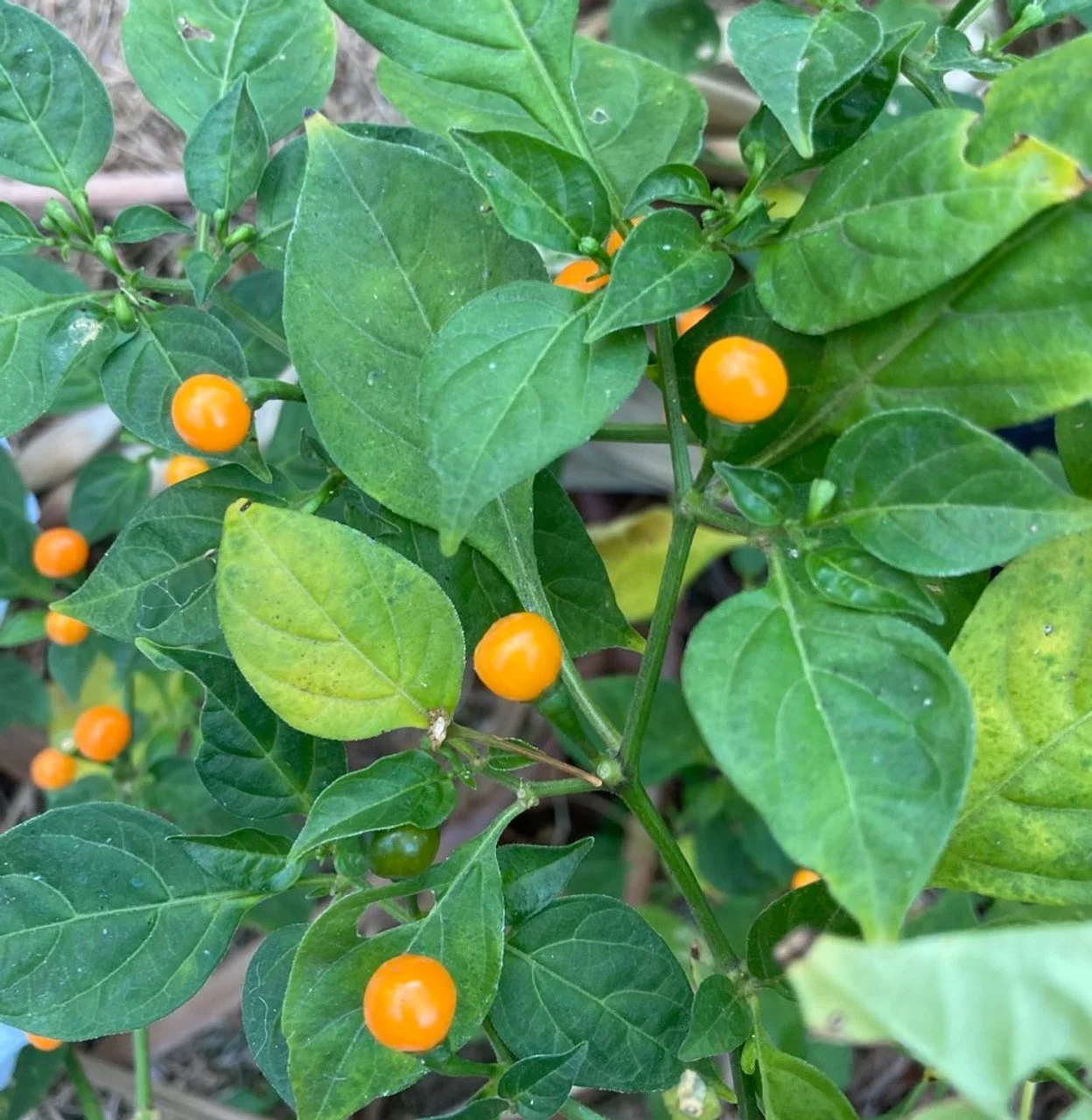 Aji Charapita Pepper