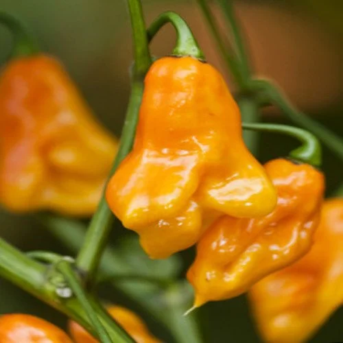 Jamaican Scotch Bonnet Hot Pepper