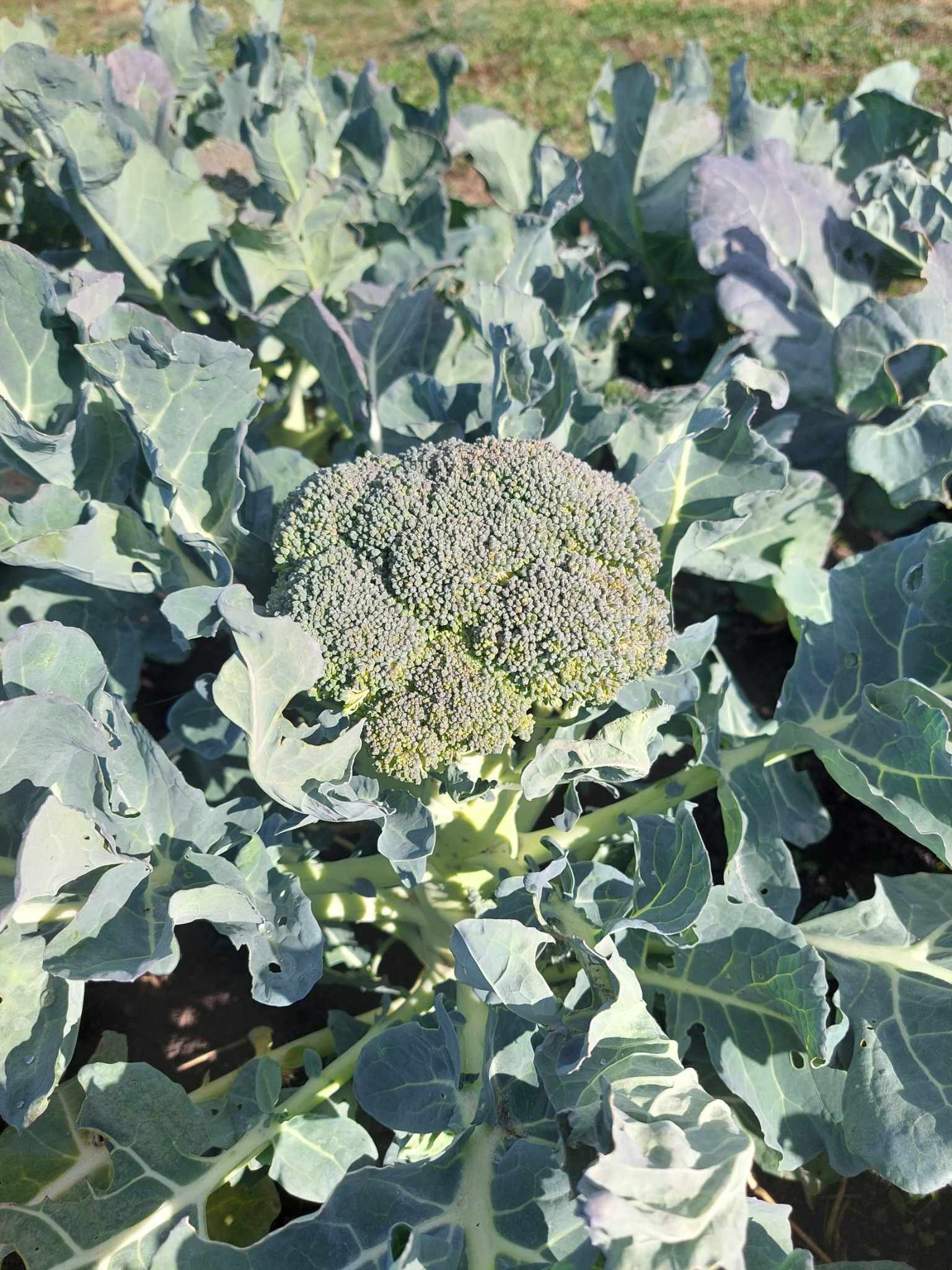 Broccoli Bags 3#