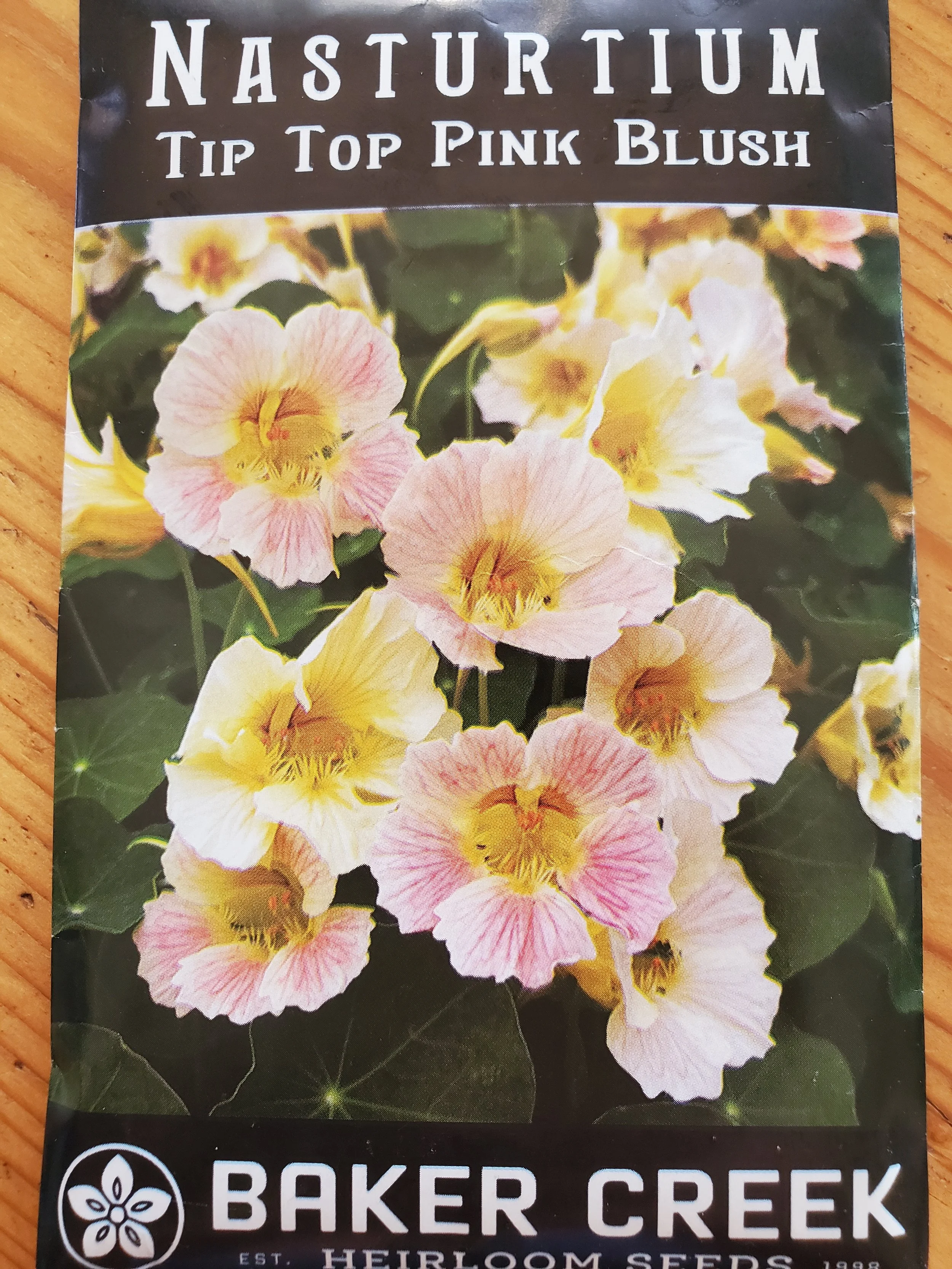 Tip Top Pink Blush Nasturtium