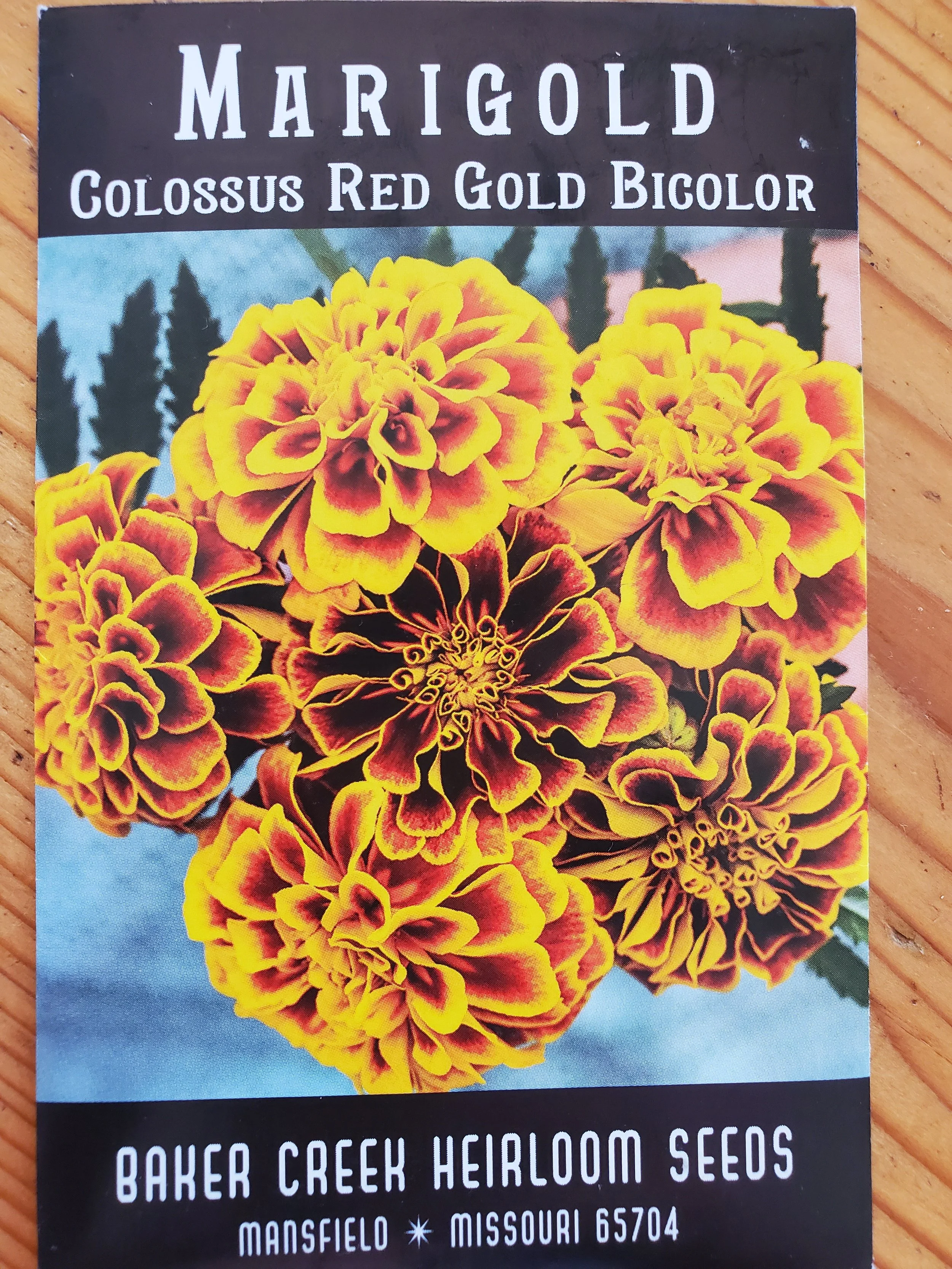 Colossus Red Gold Marigold