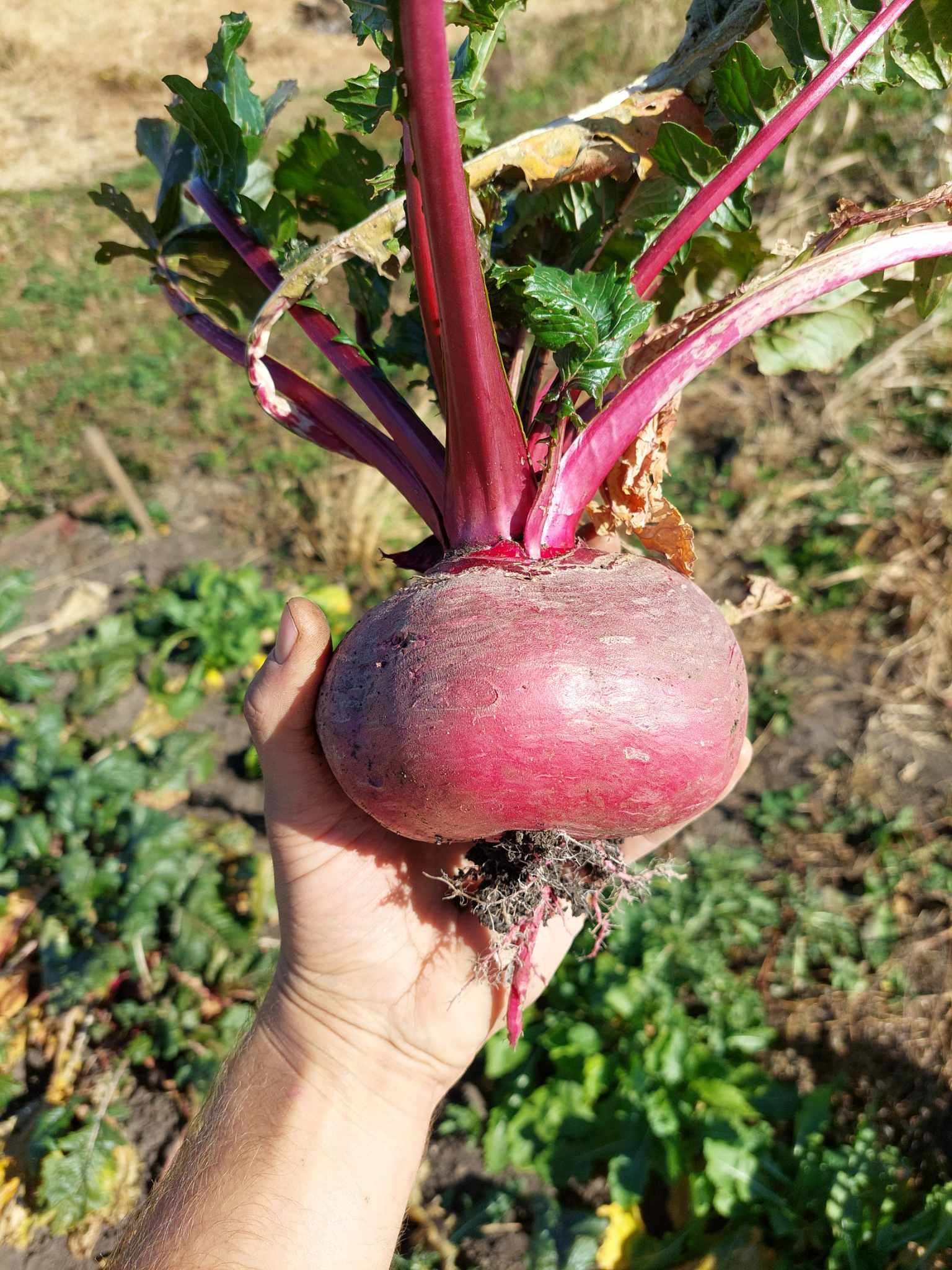Scarlet Turnip (3#)