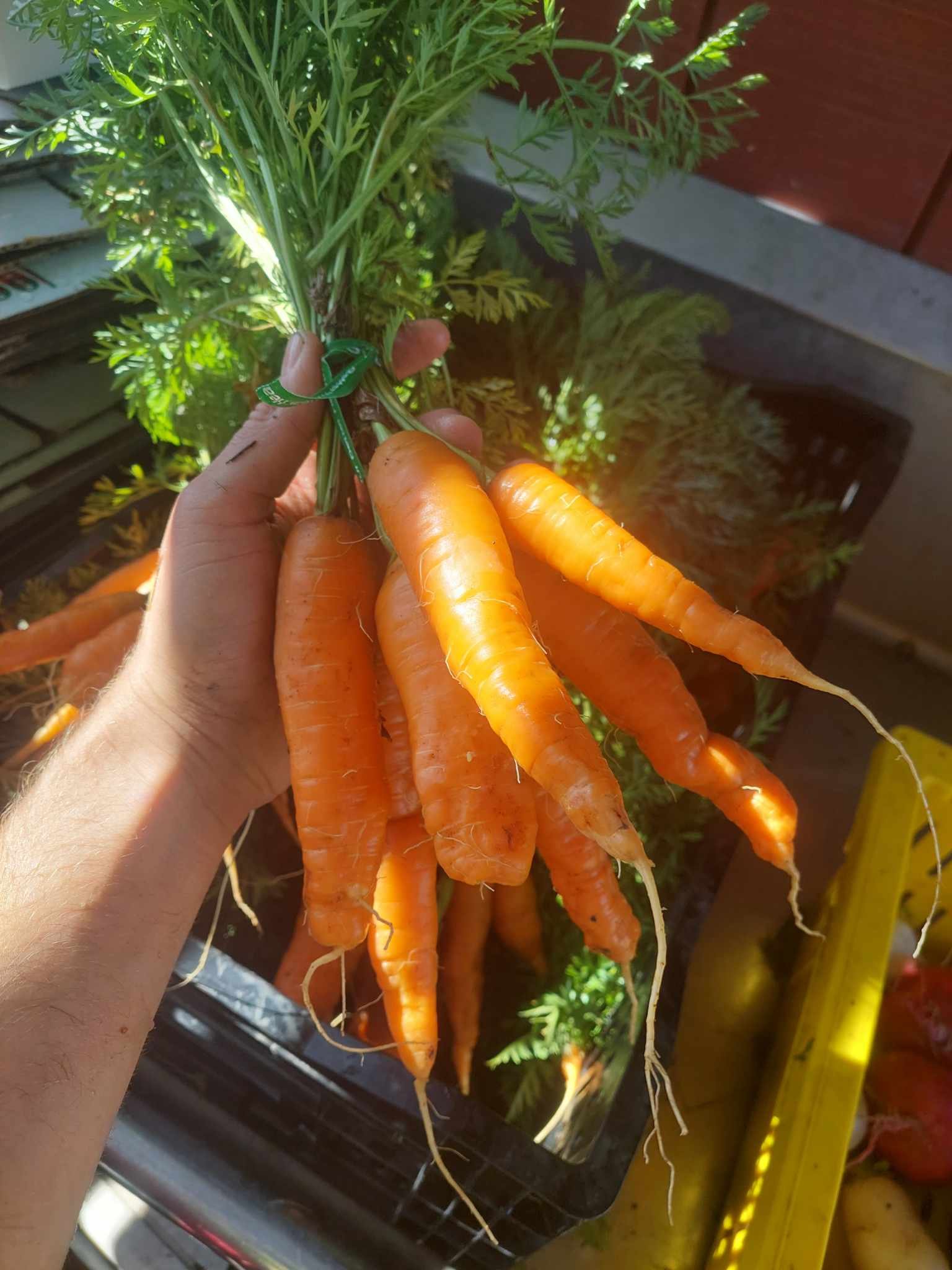 Bagged Carrots 2#