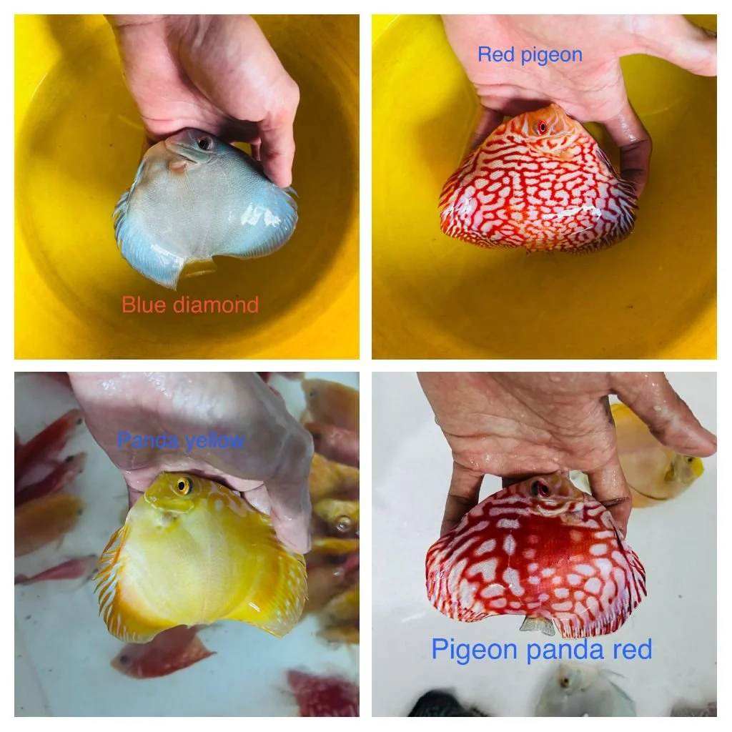 blue-red-yellow-red-discus-fish.jpeg