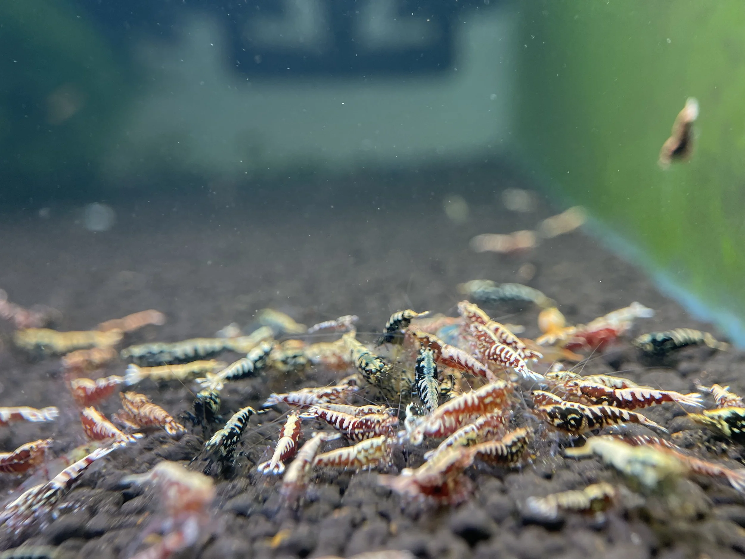 Mix caridina shrimps