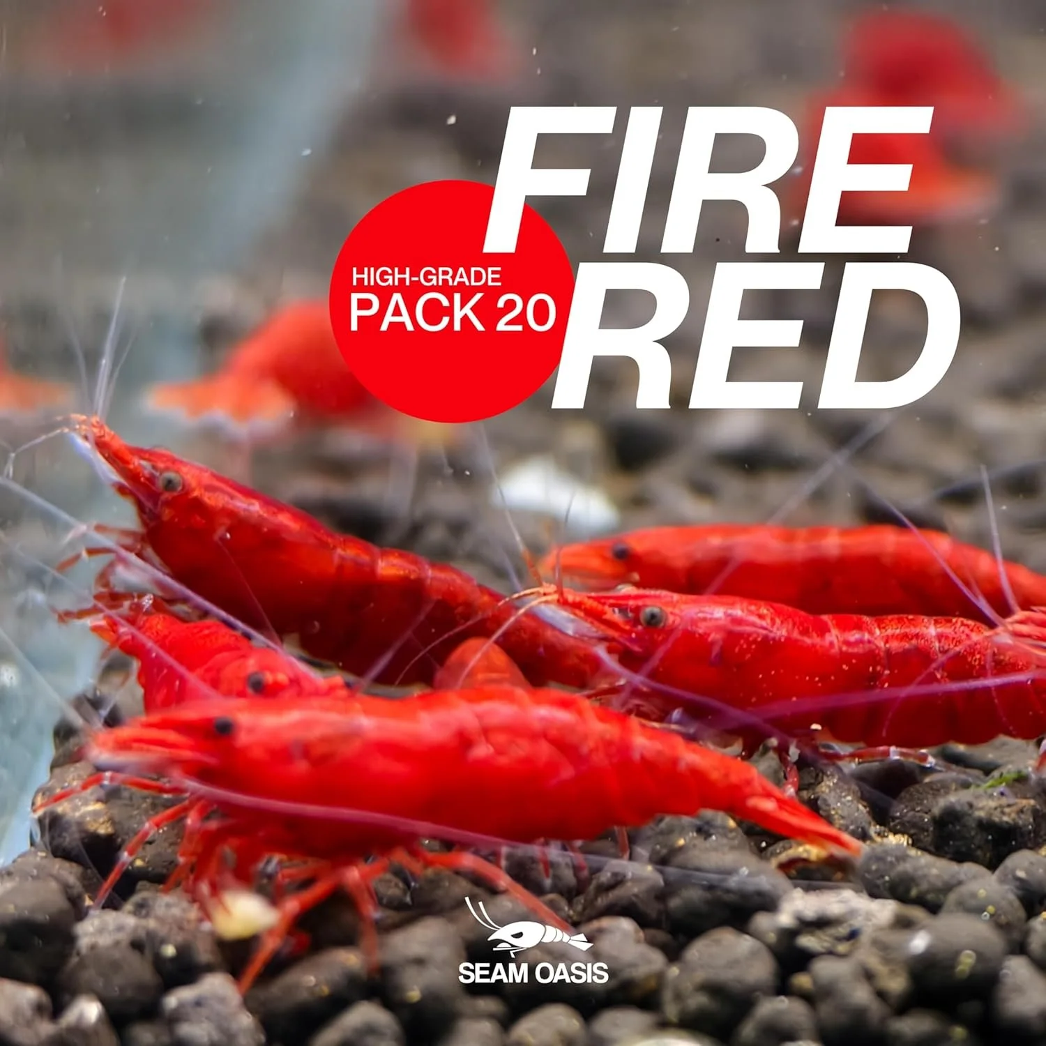 fire red3.jpg