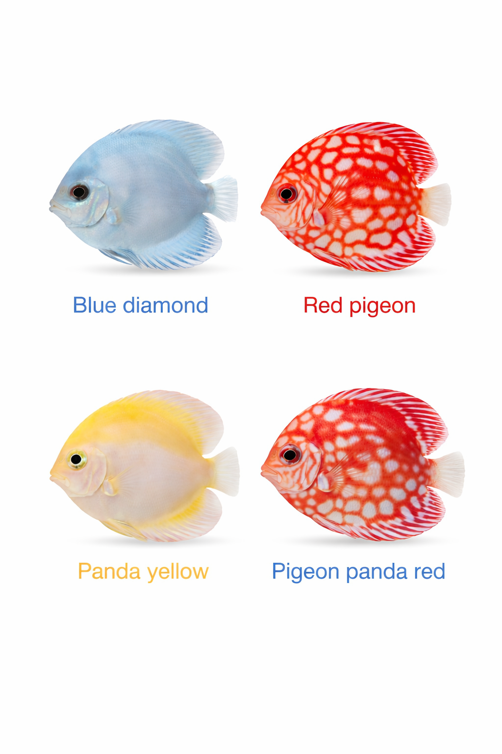Premium Pack of 4 Discus Fish (4 Inch) – Healthy Live Freshwater Aquarium Fish with Safe Overnight Shipping