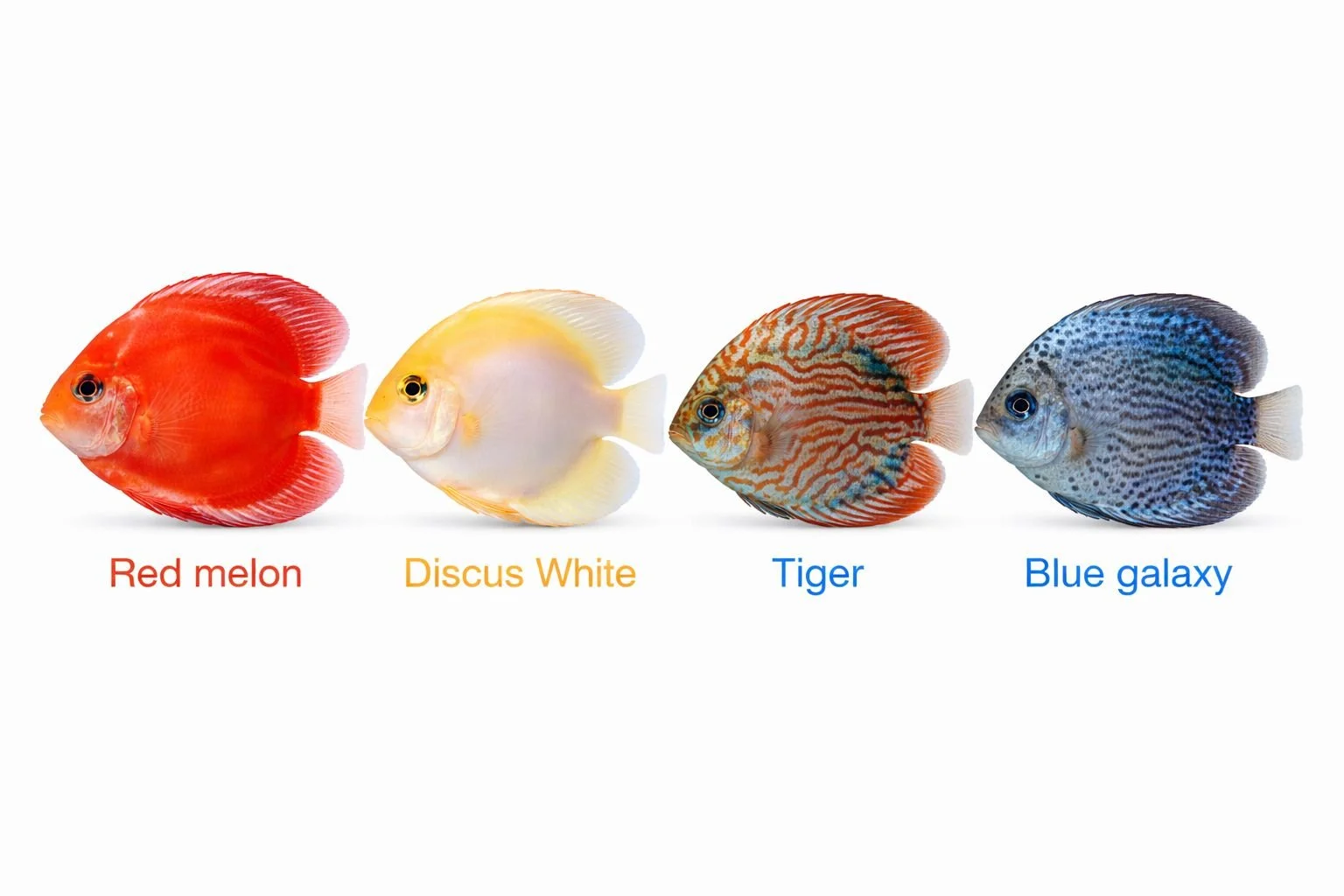 red-white-tiger-blue-discus-fish.jpeg