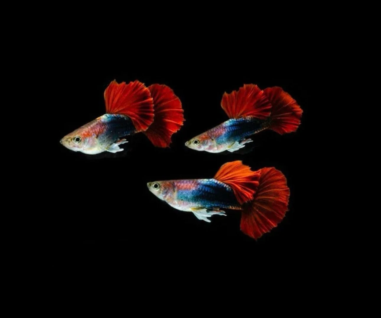 Seam Oasis 9+ HB Red Rose Halfmoon Guppy Live Aquarium Fish Tropical Freshwater Guppies for Community and Planted Tanks Active Ornamental Live Fish with Live Arrival Guarantee