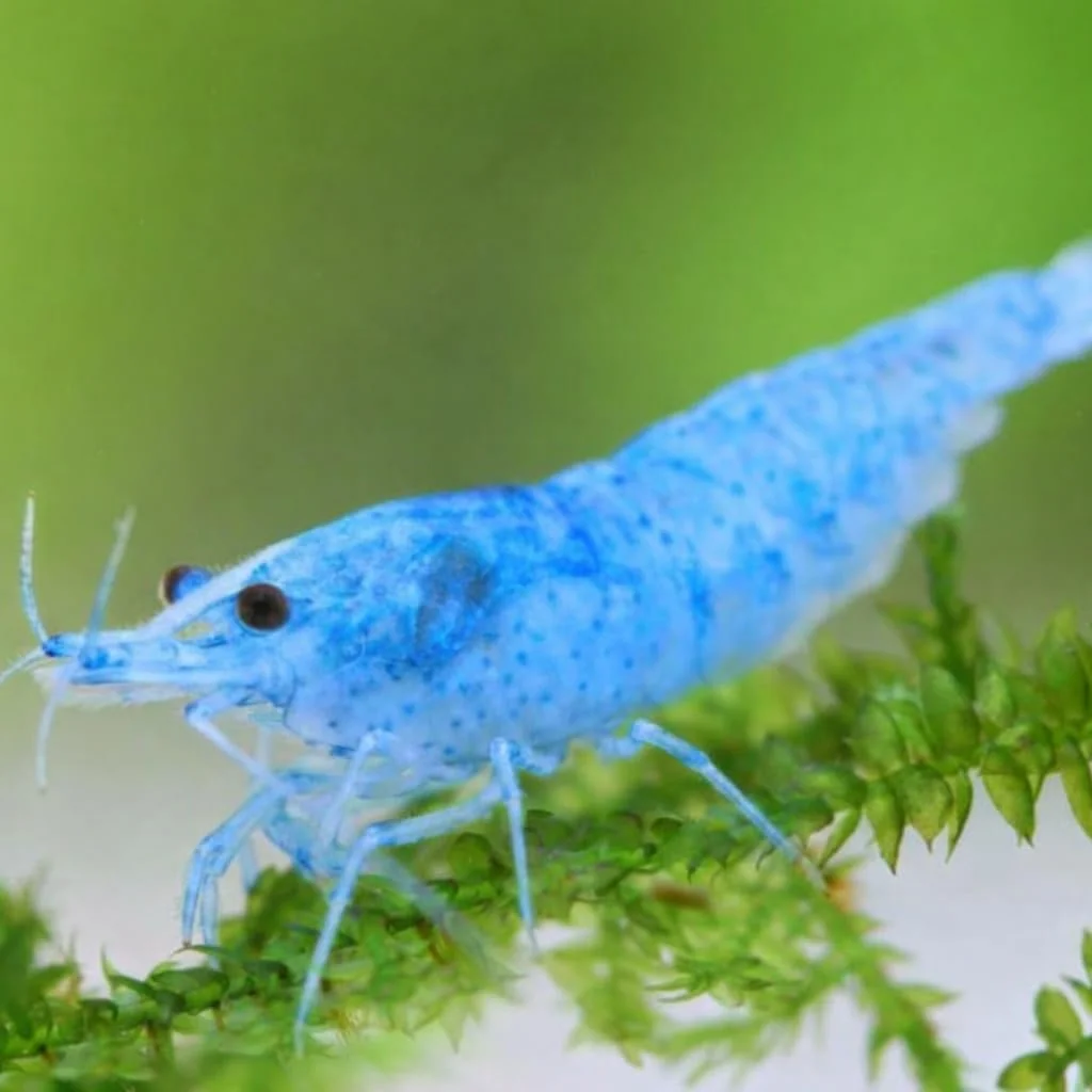 blue-velvet-shrimp.jpg