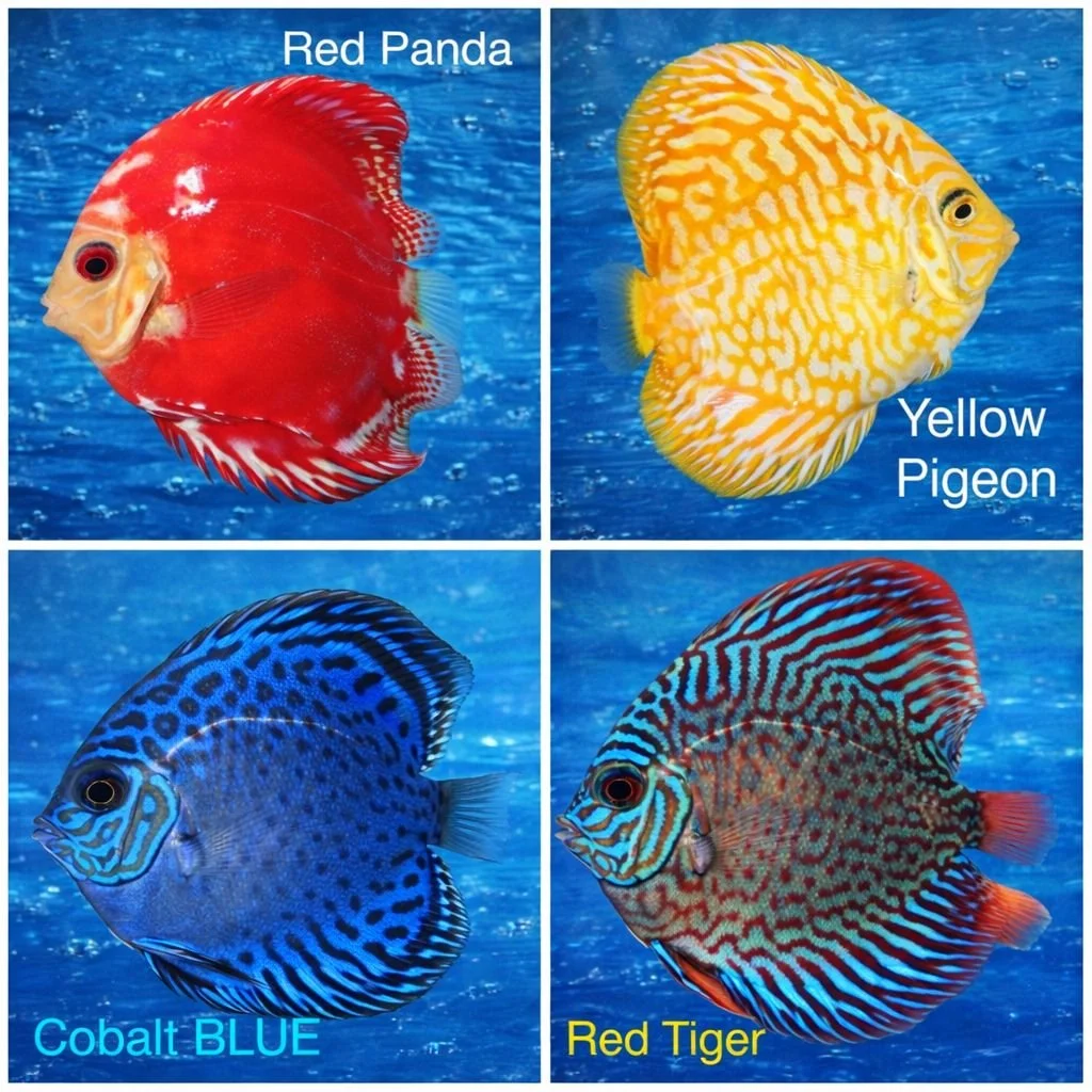 red-yellow-blue-tiger-discus-fish.jpeg