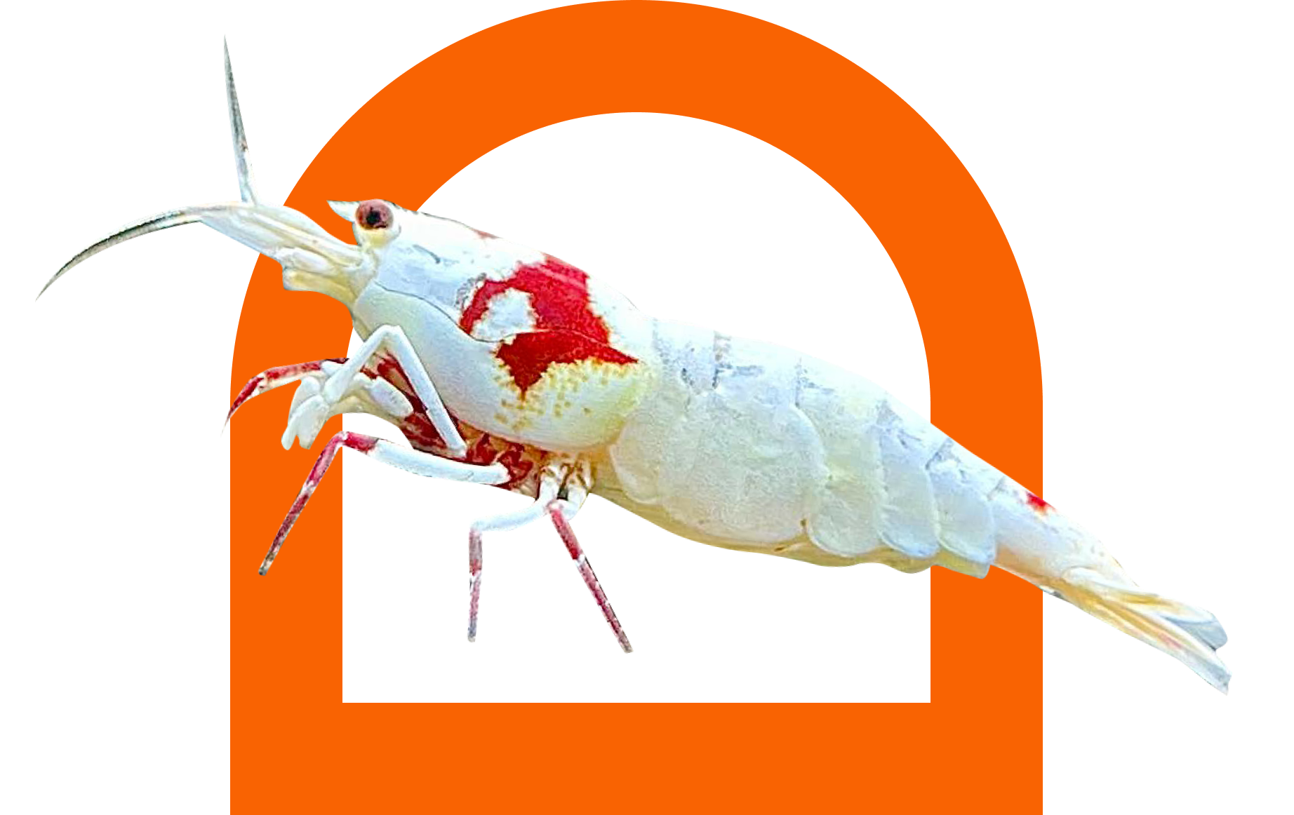 Seam Oasis – 20+ Fire Red Neocaridina Shrimp + FREE SHIPPING – USA Bred, Beginner Friendly