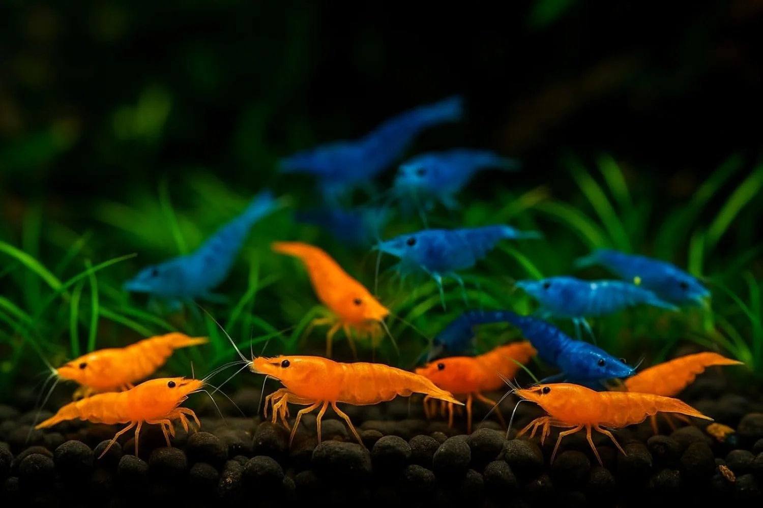 Seamoasis 20+ Blue, Orange & Red Live Freshwater Shrimp High Grade Live Shrimps - Freshwater Shrimp Aquarium Inverts, Hardy Nano Tank Healthy Shrimps Pets - with Live Arrival Guarantee
