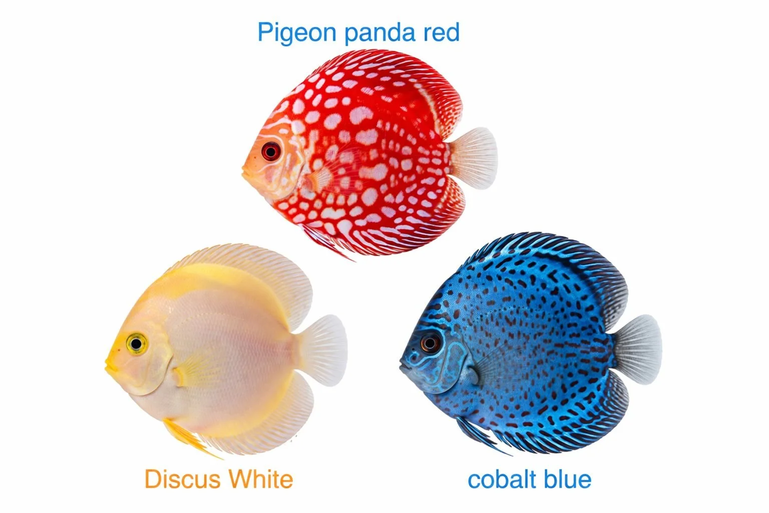 panda-red-white-blue-discus-fish.jpeg