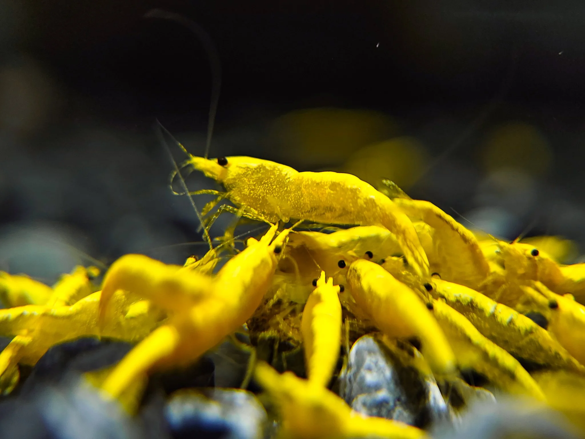 Yellow Neocaridina Shrimp – Live Freshwater Aquarium Shrimp