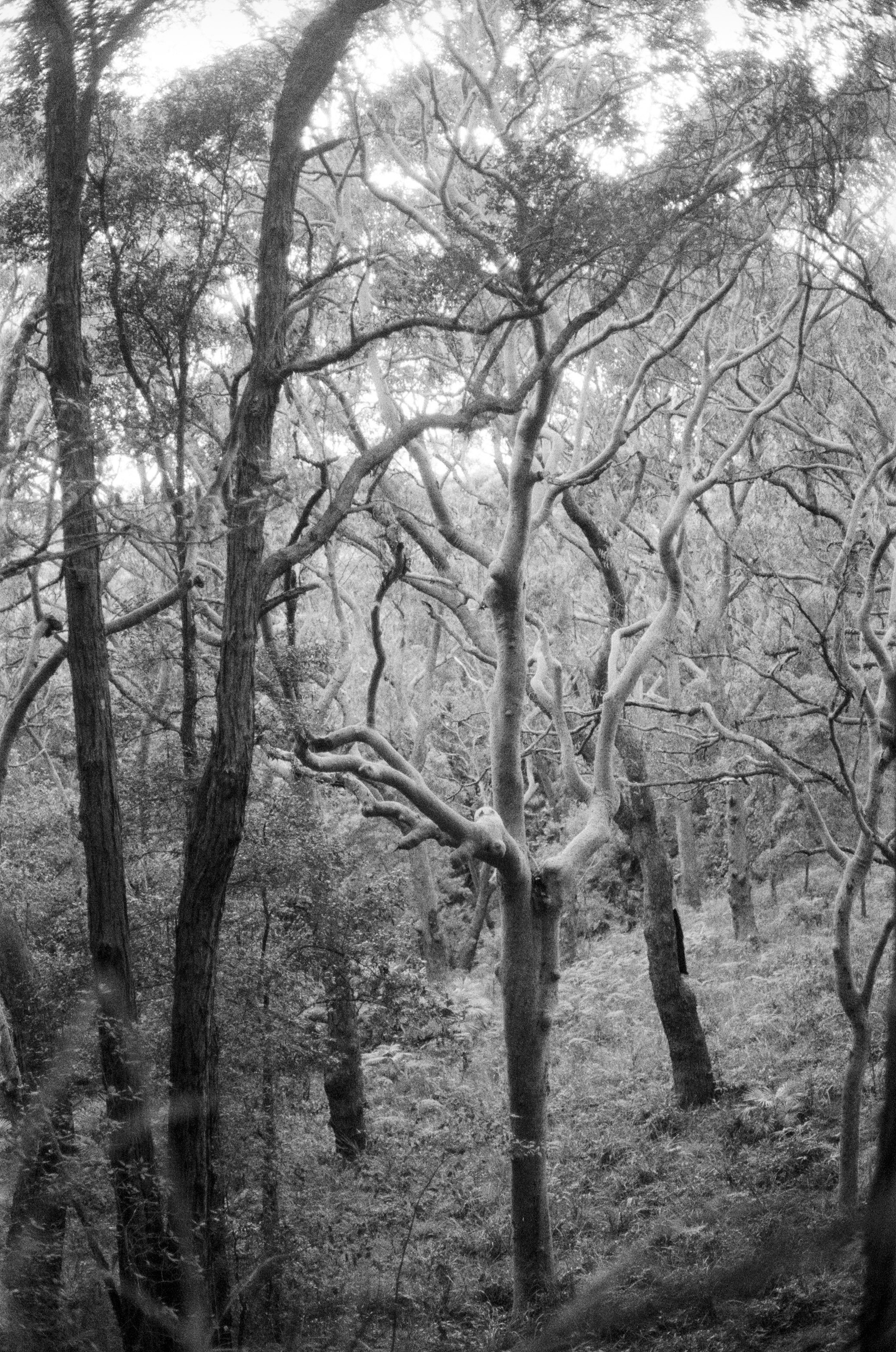 Miriam Stevens 0015 06 copy.jpg