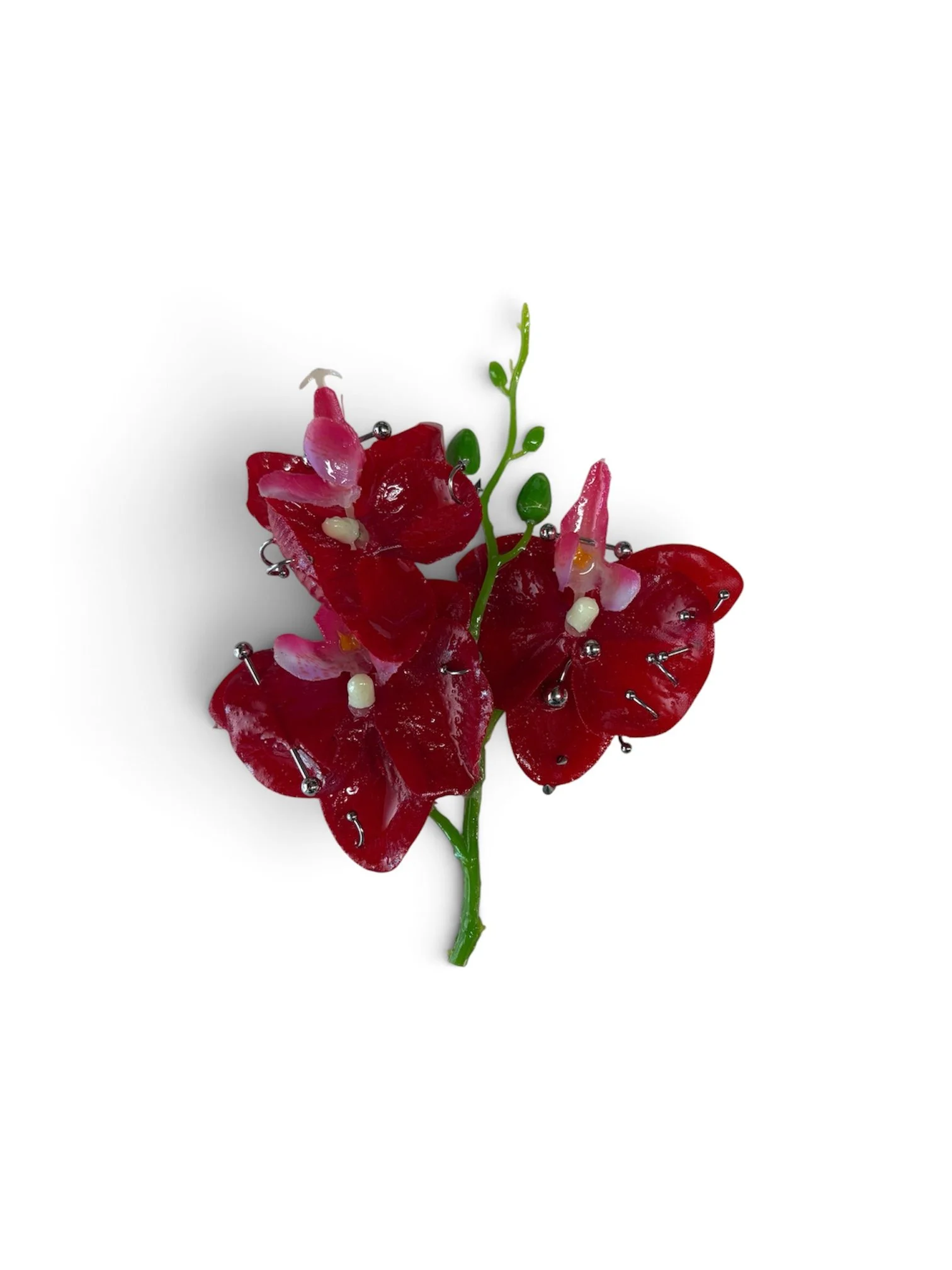 Photoroom_20260731_141304.JPG