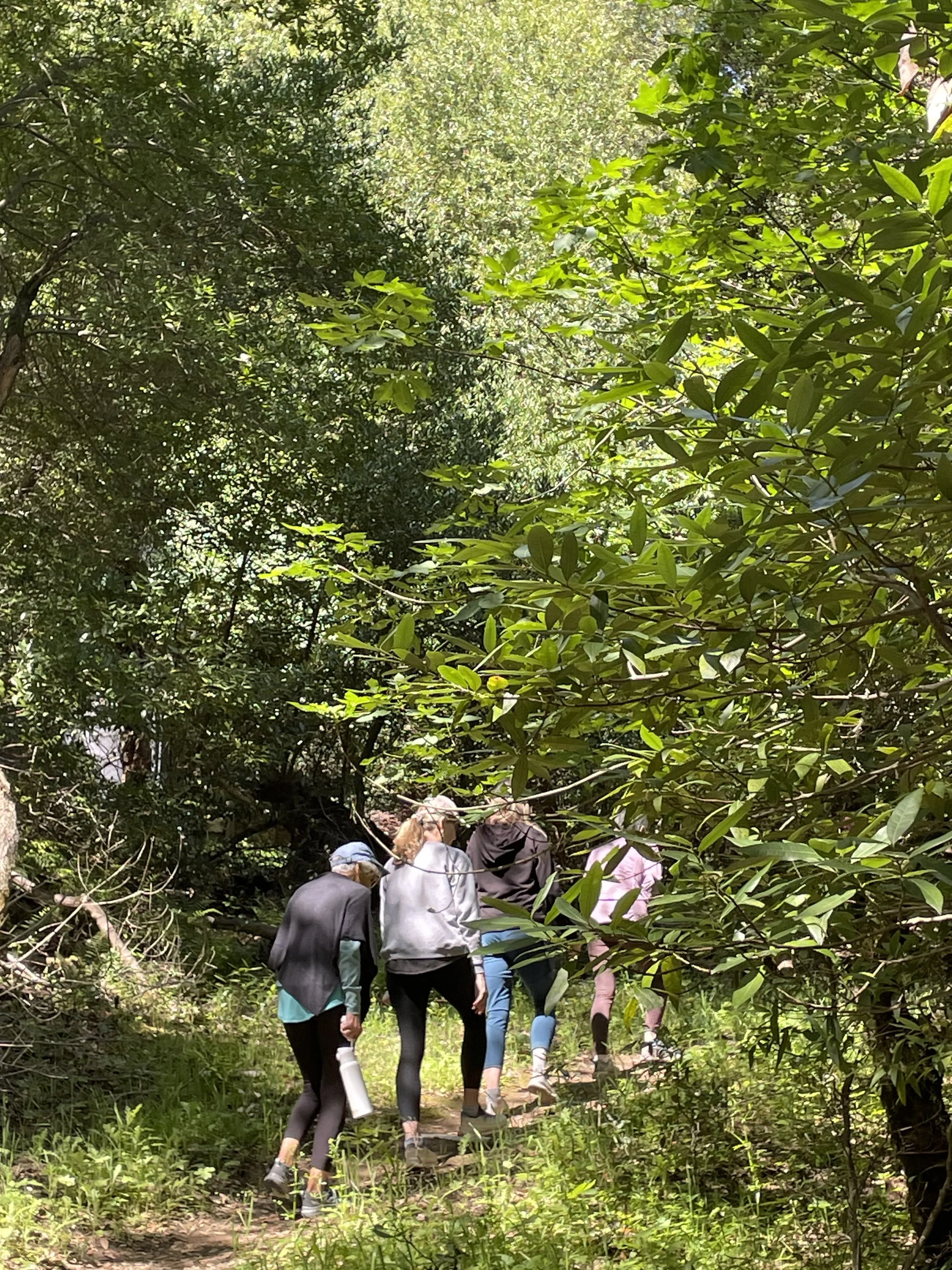Group of people hiking through a dense, green forest.