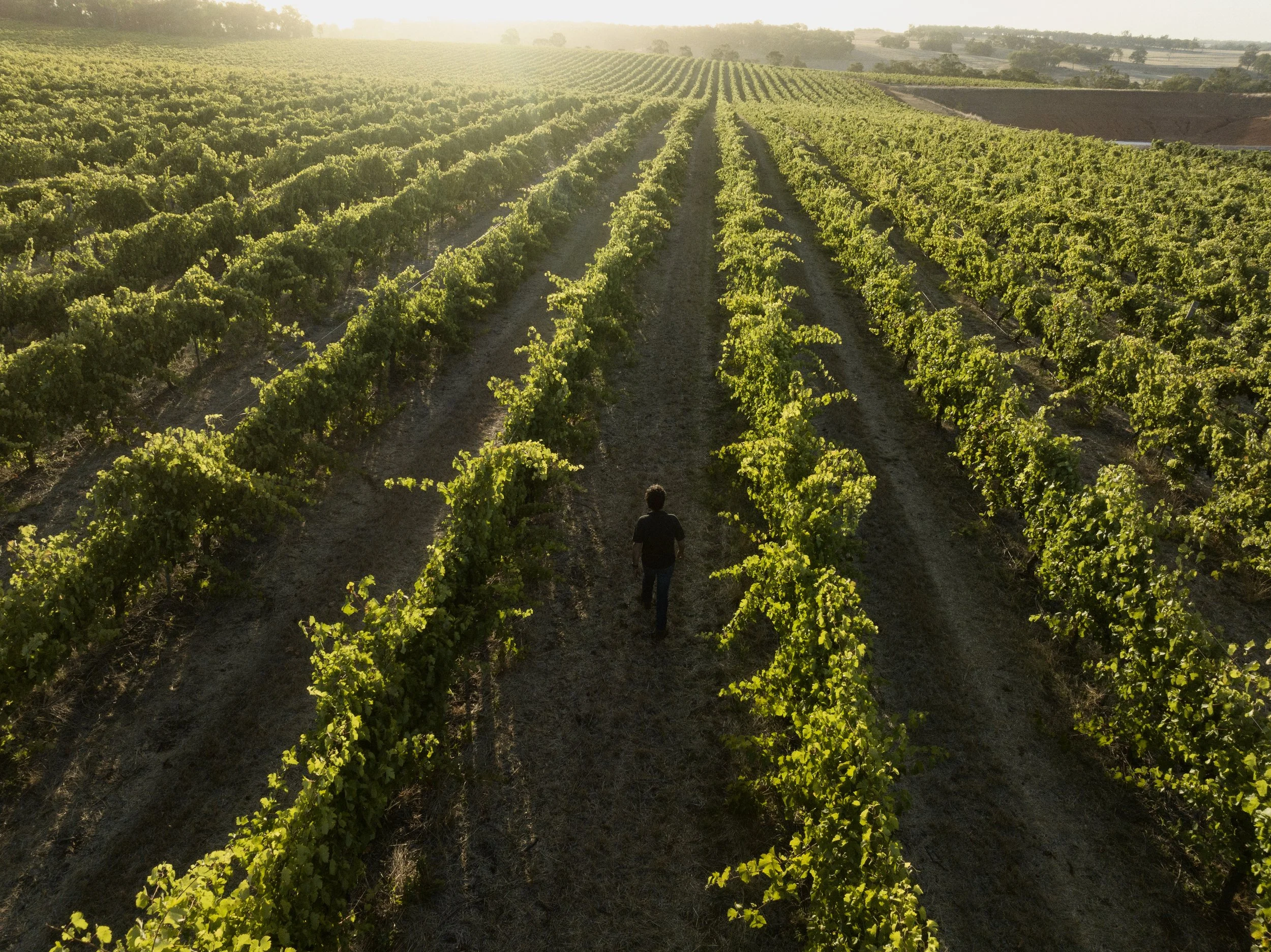 Vineyards.jpg