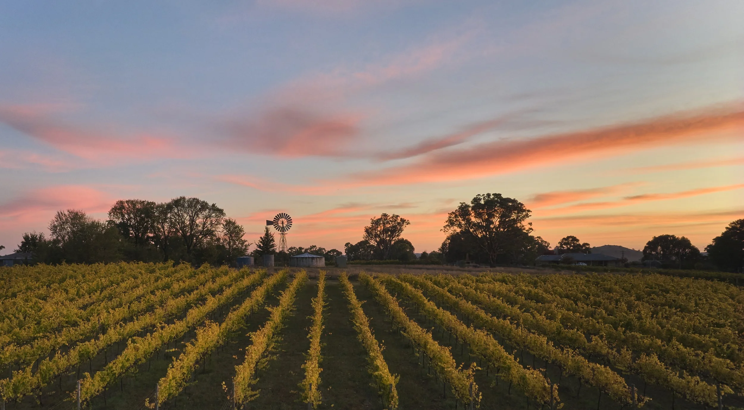 Apr 14 2025EPrieslingvineyard_north_sunrise__APR2025.jpg