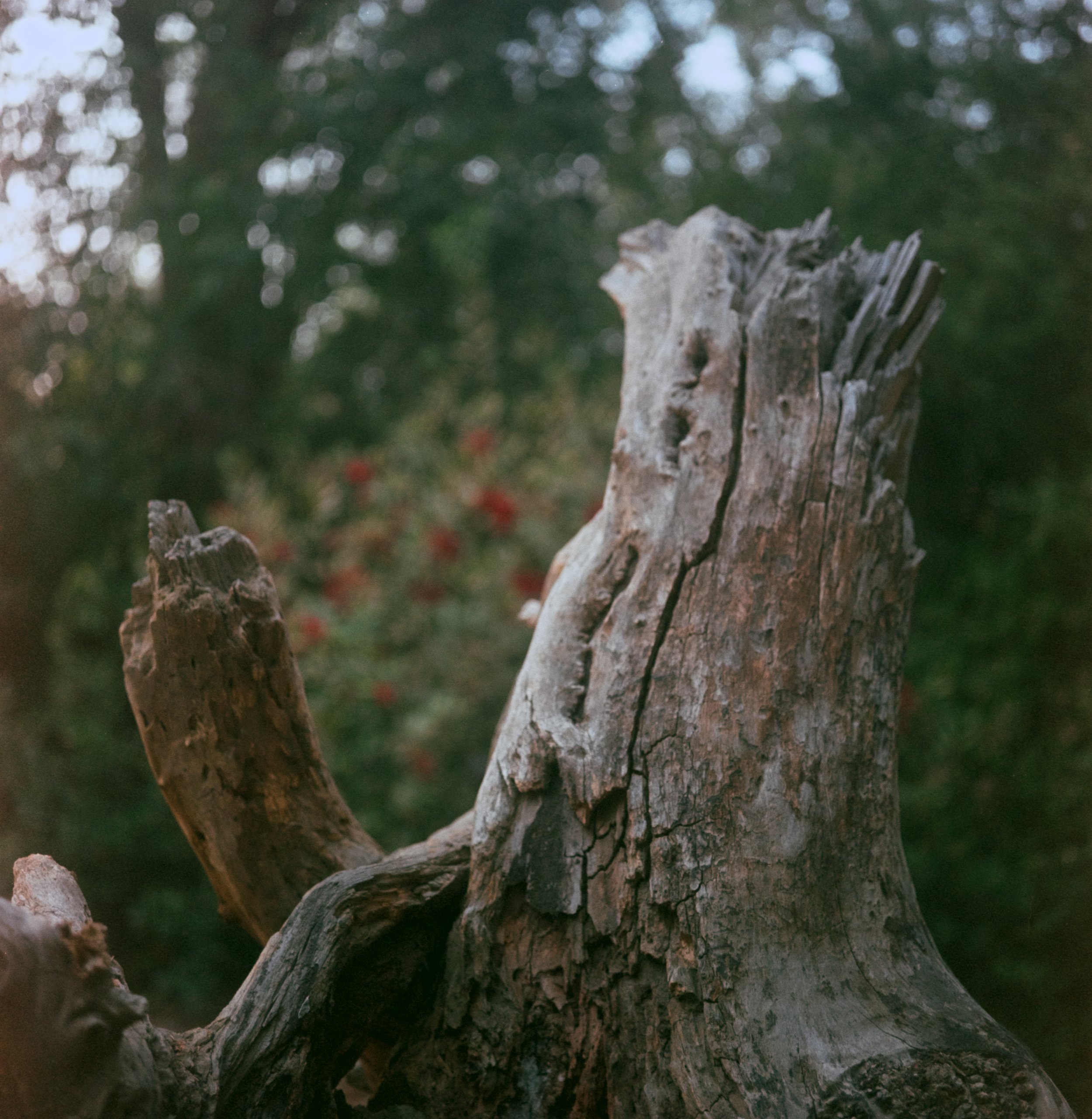 RanchPark (9 of 10).jpg