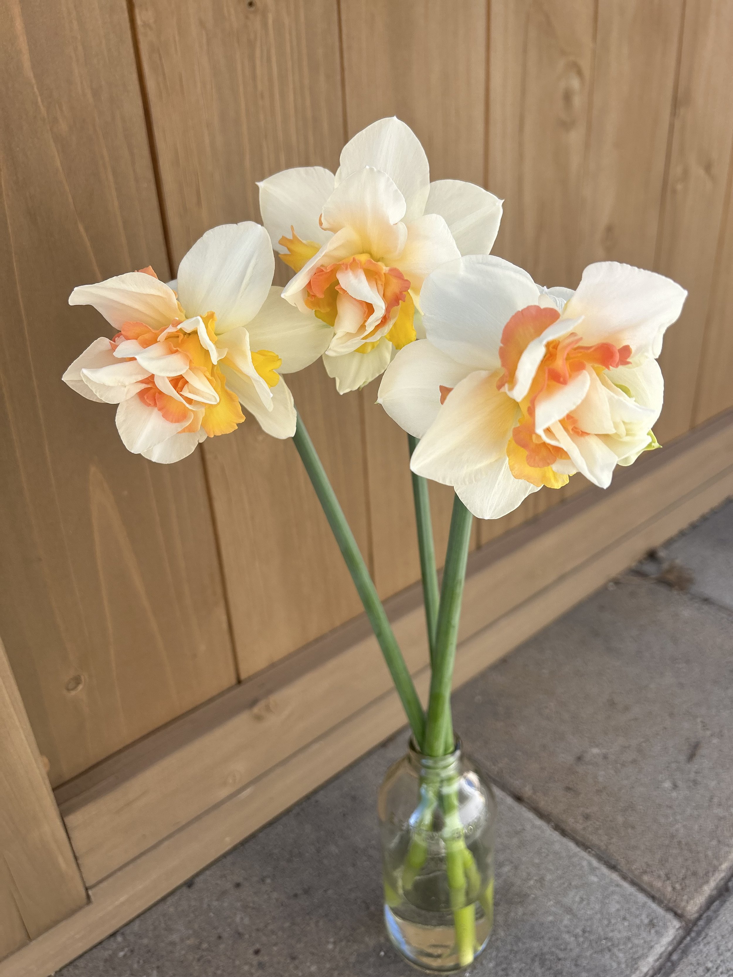 Narcissus Stems