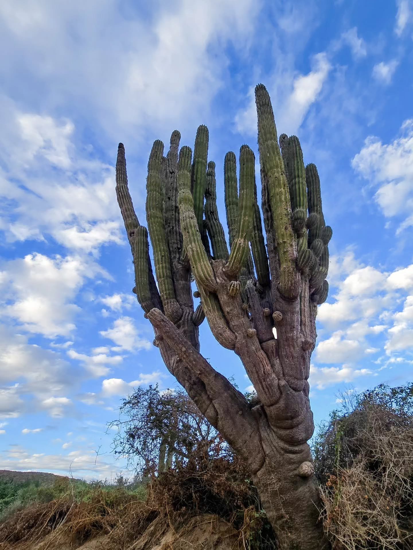 Meet the card&oacute;n cactus &ndash; the largest cactus species in the world. 🌵

These majestic giants are everywhere in Baja, and many are hundreds of years old. Standing beneath them, you can't help but feel the ancient magic of the desert. ✨️

&