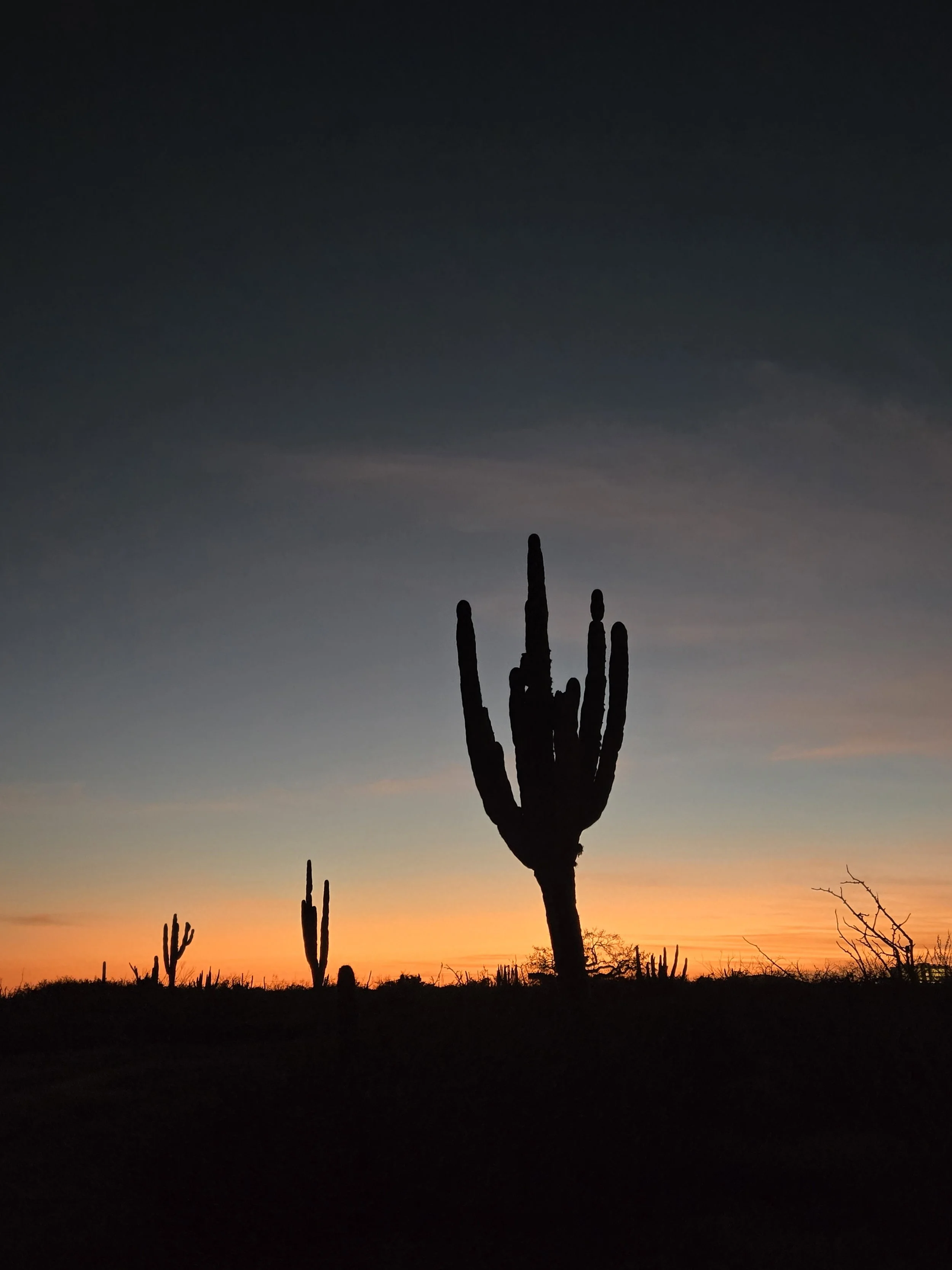 BAJA-SUNSET-WITH-CACTUS-SILHOUETTE-2.jpg