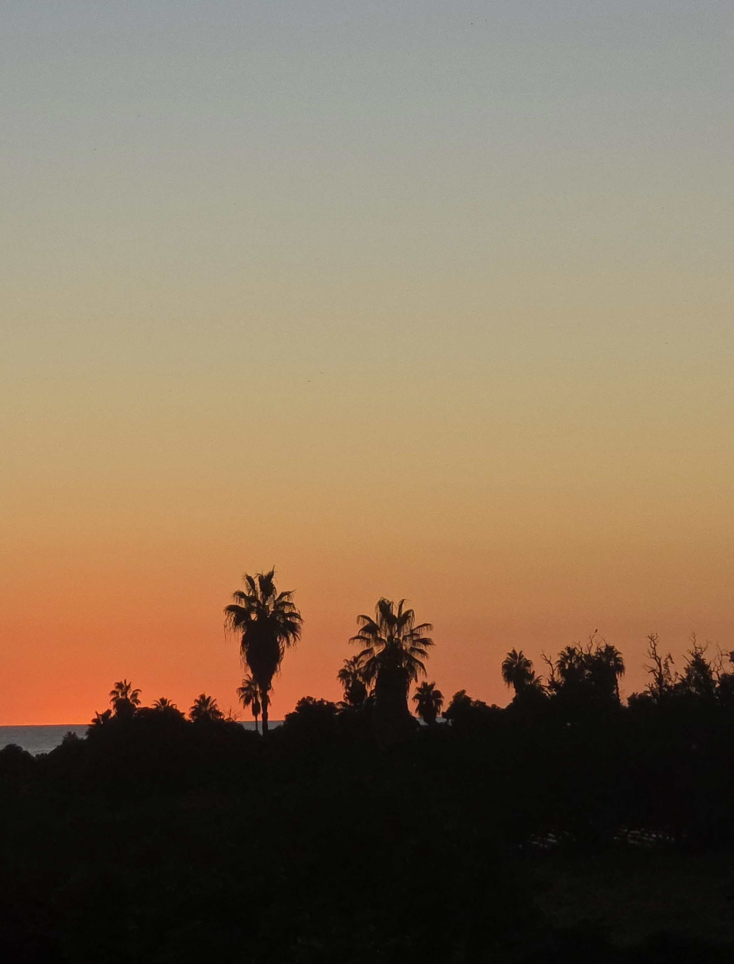 BAJA-SUNSET-WITH-PALMS.jpg