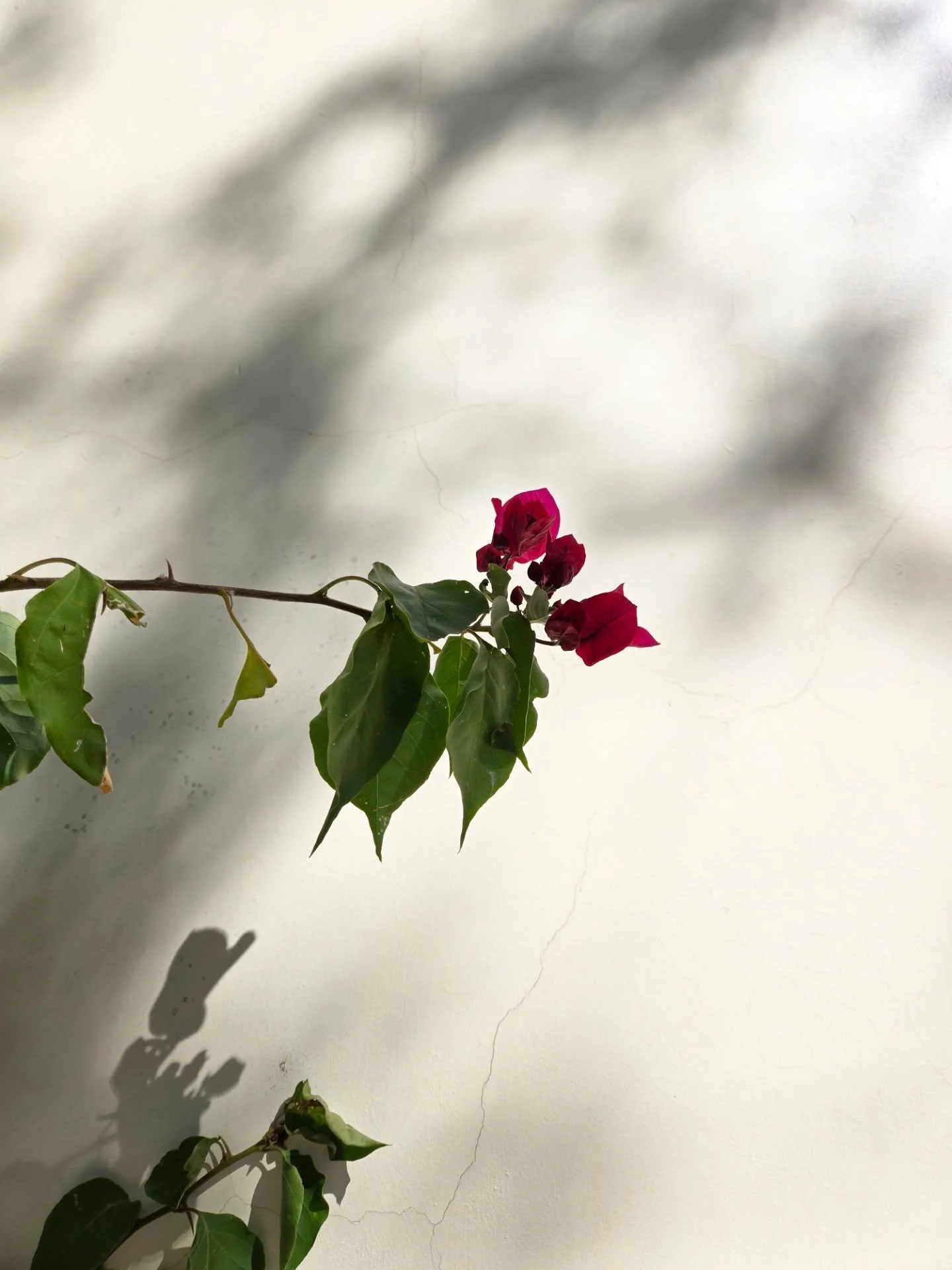 🌺🌿

&bull;&bull;&bull;

Bougainvillea &bull; Red Bloom &bull; In bloom &bull; Flower photography &bull; Shadow play &bull; Mexico flowers &bull; Cielo Pac&iacute;fico