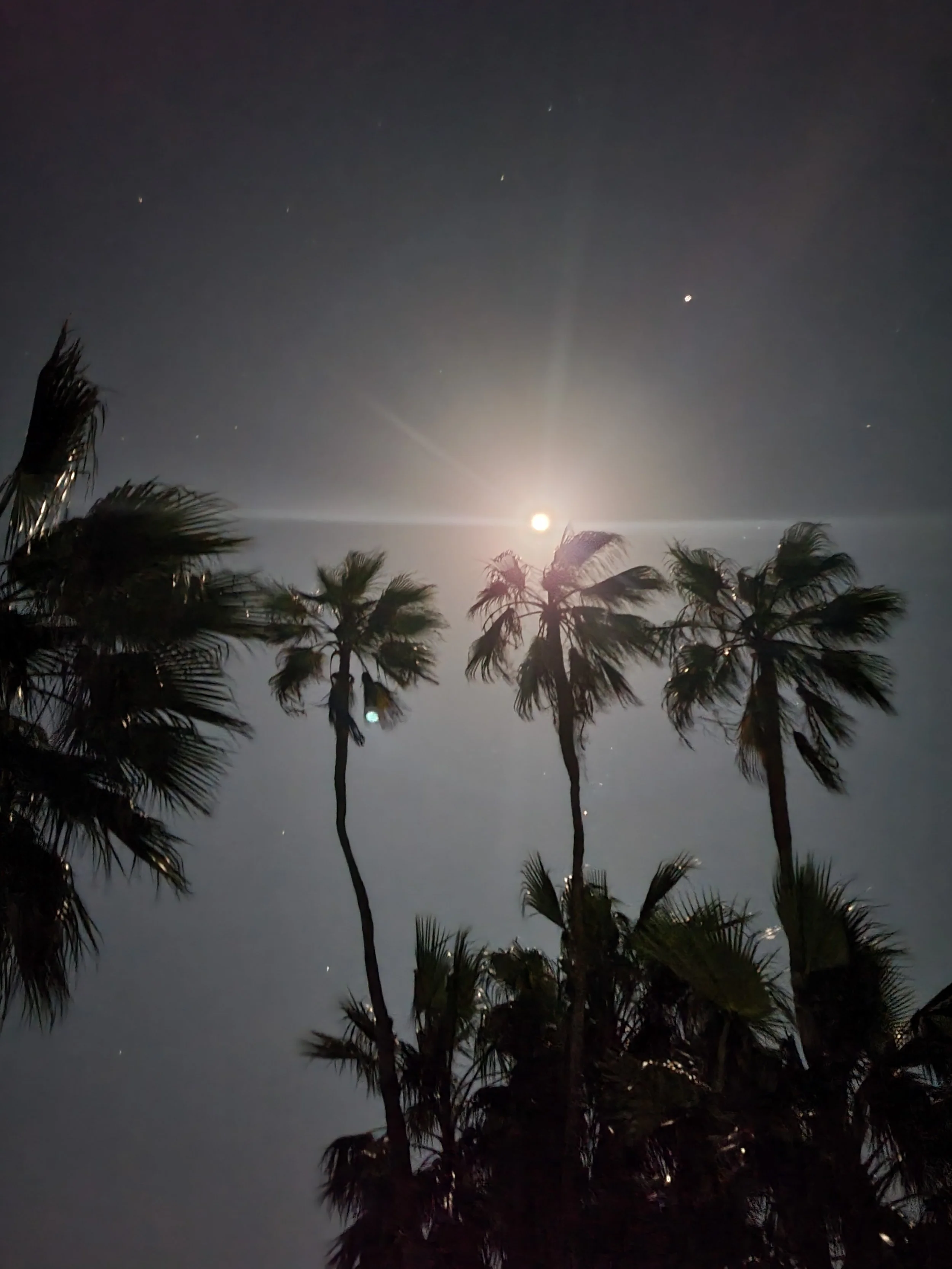 PALM-TREE-SILHOUETTES-WITH-MOON.jpg