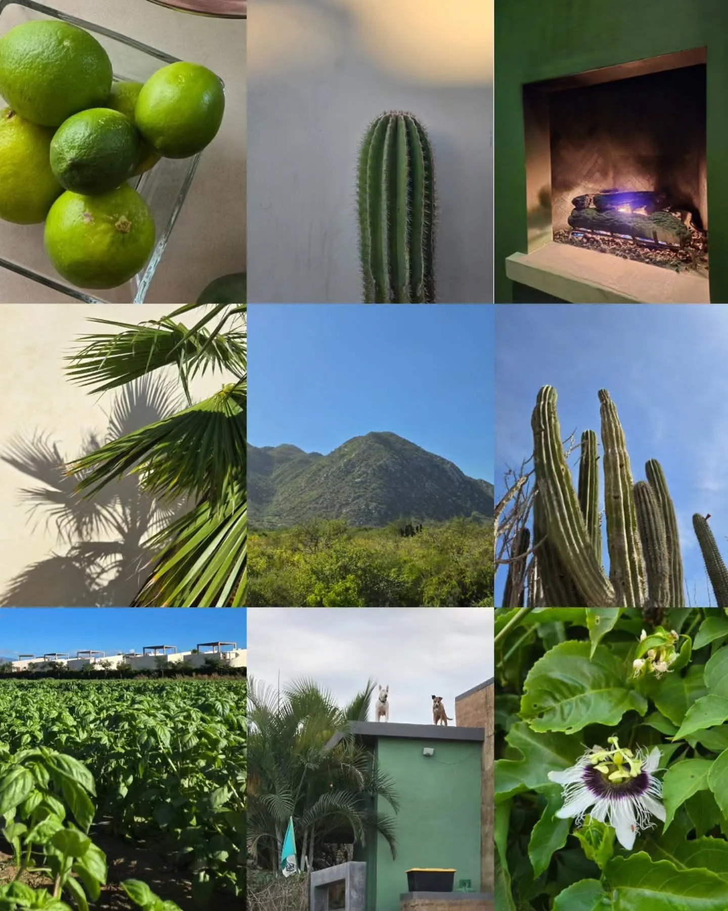 Verdes de Baja California Sur. 🌿

So many textures, shapes, and hues to our beautiful landscapes. 

&bull;&bull;&bull;
&bull;&bull;&bull;

Greens of Baja &bull; Travel photography &bull; nature photos &bull; cardon cactus &bull; passionfruit flower 