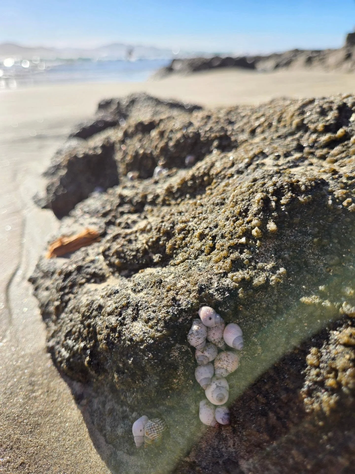 🌊🐚

&bull;&bull;&bull;
&bull;&bull;&bull;

Cerritos Beach &bull; Baja beach &bull; Baja Mexico vibes &bull; Beachcombing &bull; Baja California Sur 

#beachvibes❤️ #cerritosbeach #bajacaliforniasurmexico