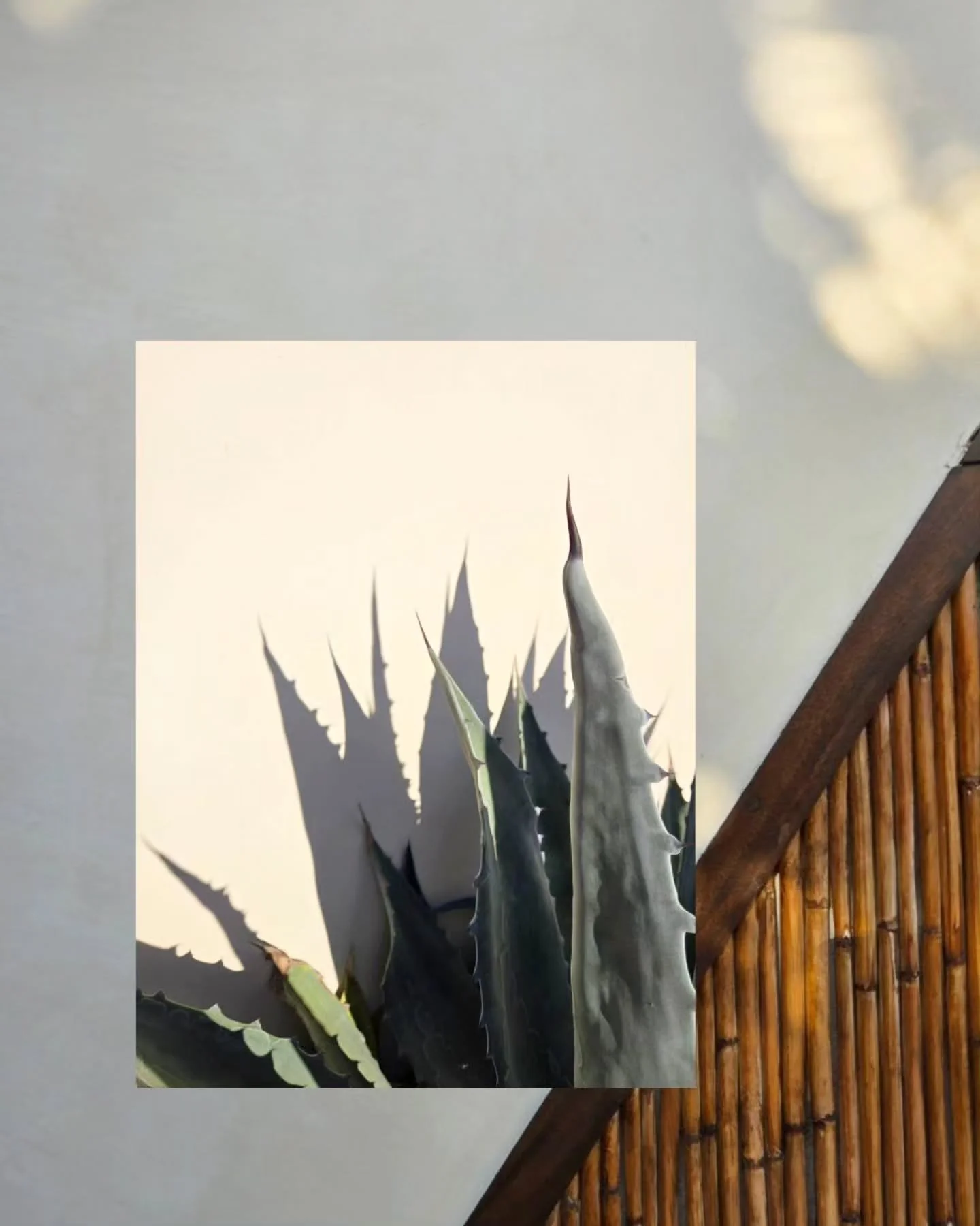 🤍🌿

&bull;&bull;&bull;
&bull;&bull;&bull;

Desert vibes &bull; Baja Sur travel &bull; Baja flora &bull; Casa Hygge Mexico &bull; Cielo Pac&iacute;fico &bull; Desert sky &bull; Mexico travel inspiration &bull; Agave 

#bajatravel #mexicoinspiration 