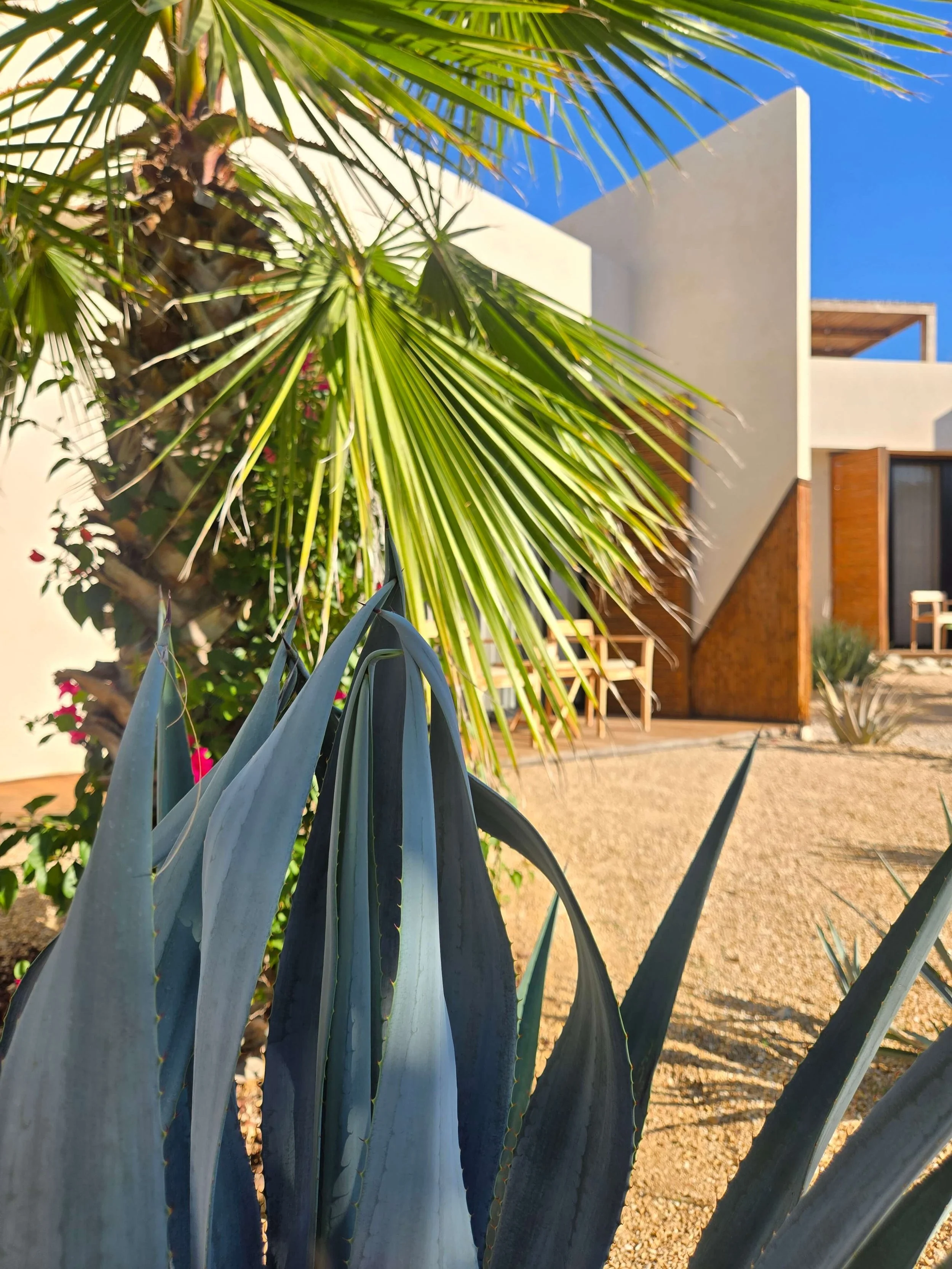 BAJA-SUR-PLANTS.jpg