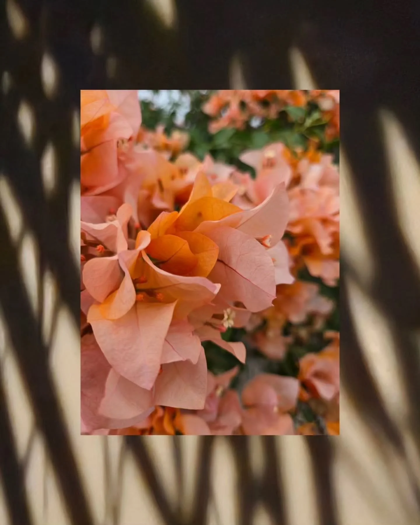 The desert is showing off, and we're here for it. 🌸

&bull;&bull;&bull;&bull;&bull;

Bougainvillea &bull; Baja California Sur &bull; Desert blooms &bull; Casa Hygge &bull; El Pescadero

#CieloPacifico #BajaSur #BougainvilleaSeason #DesertLiving #Cas
