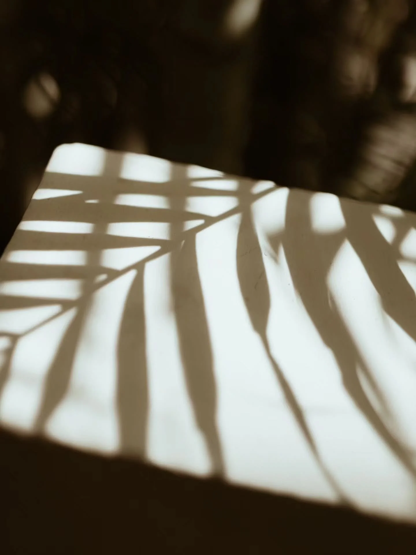 Forever capturing plant shadows. 🌿

The patterns...the movement...all so unique, ever-changing, and mesmerizing!

📍 @casahyggemexico

&bull;&bull;&bull;
&bull;&bull;&bull;

Baja plants &bull; plant photography &bull; travel photography &bull; Baja 